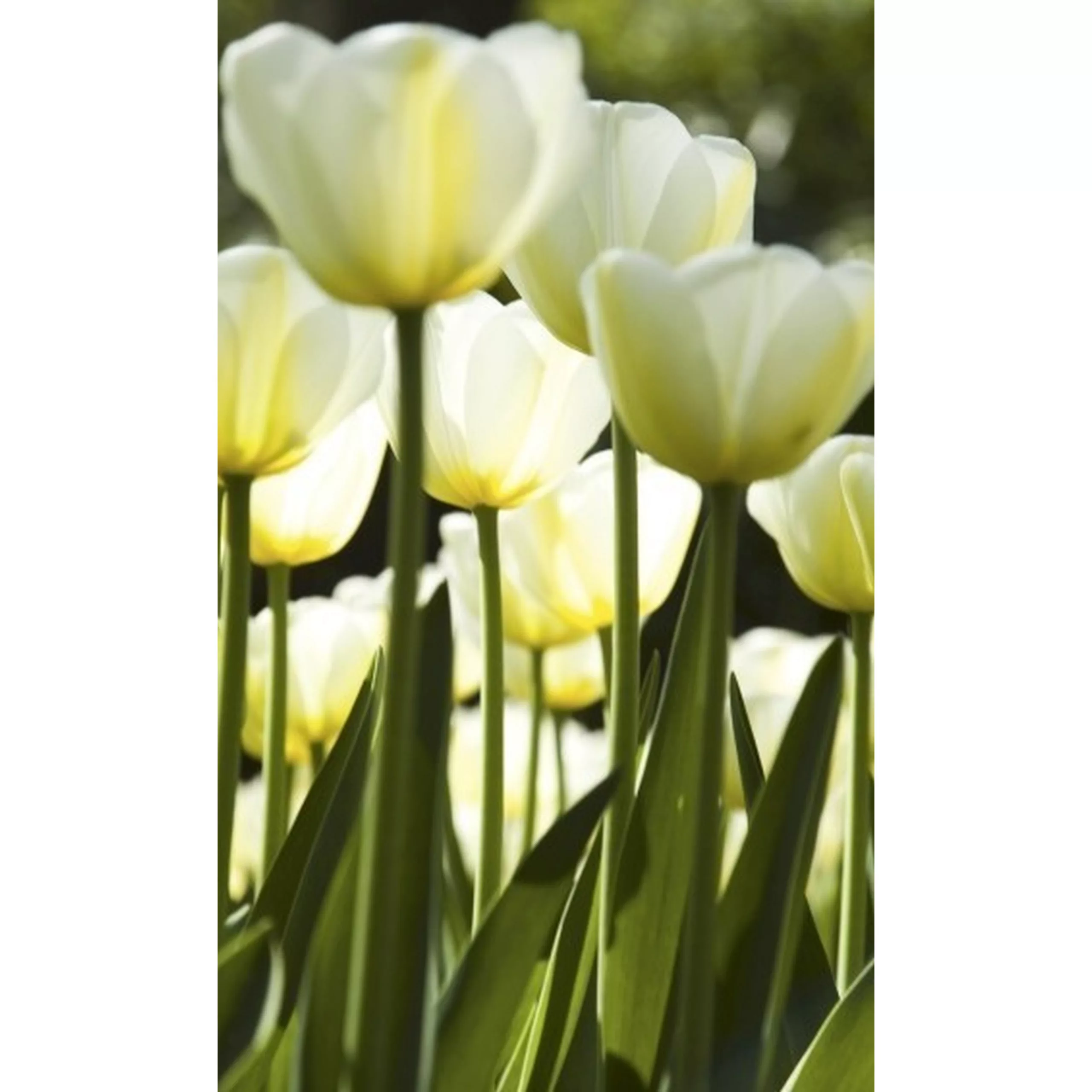 Fototapete WHITE TULIPS | MS-2-0127 | Gelb | Digitaldruck auf Vliesträger günstig online kaufen