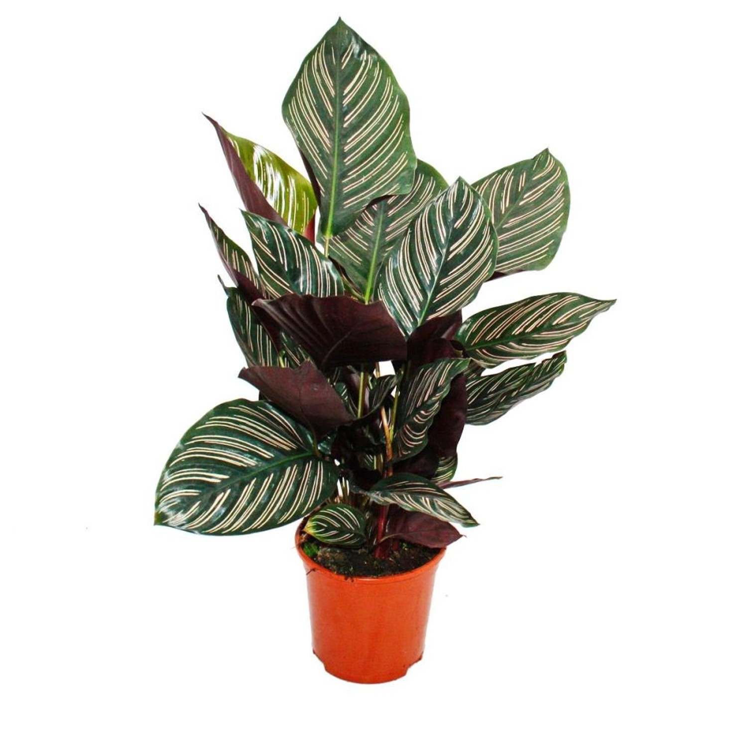 Exotenherz Schattenpflanze mit Ausgefallenem Blattmuster Calathea Ornata 14 günstig online kaufen
