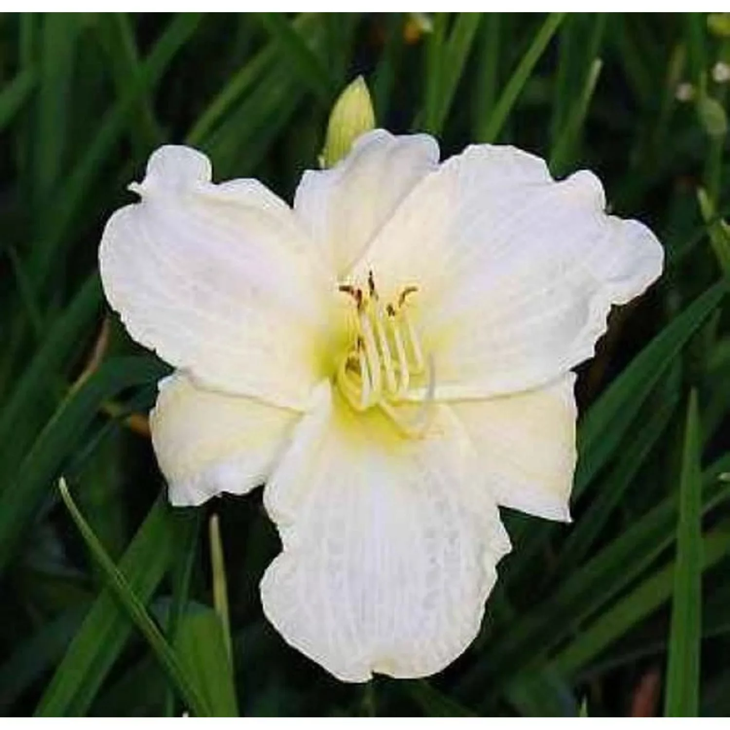 Taglilie White Temptation - Hemerocallis günstig online kaufen