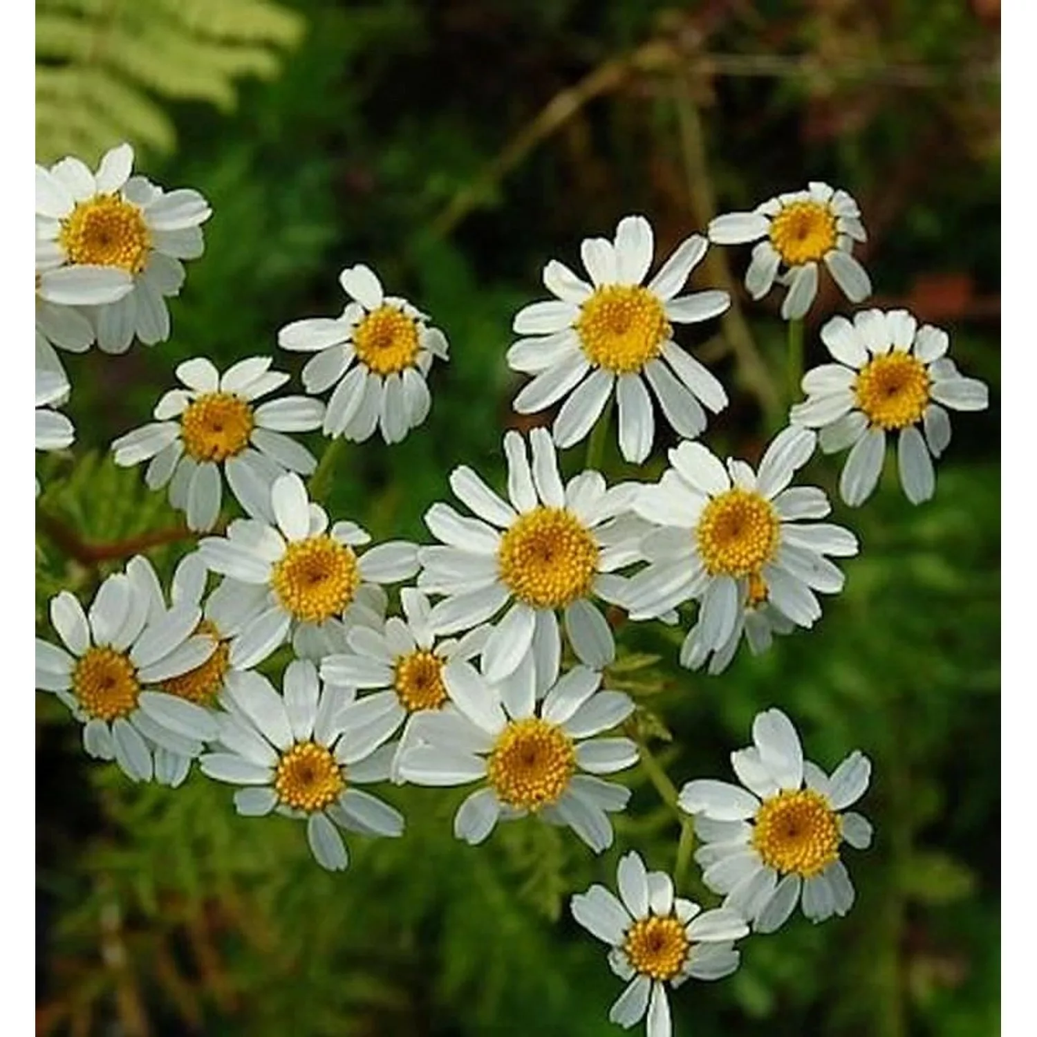 Strauß Margerite - Tanacetum corymbosum günstig online kaufen