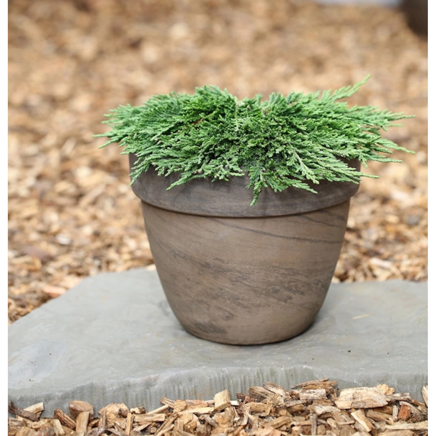 Teppichwacholder Pancake 20-25cm - Juniperus horizontalis günstig online kaufen