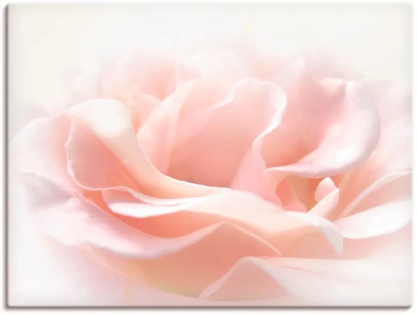 Artland Wandbild »Rose I«, Blumen, (1 St.), als Alubild, Outdoorbild, Leinw günstig online kaufen