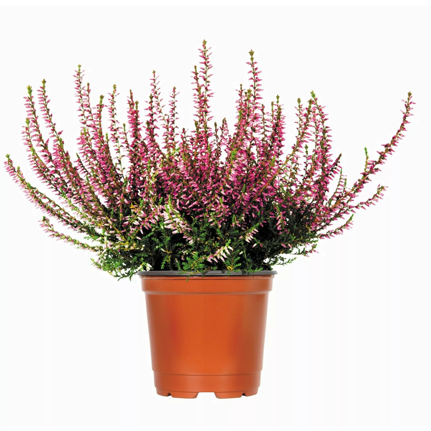 Besenheide Topf-Ø ca. 11 cm Calluna Vulgaris günstig online kaufen