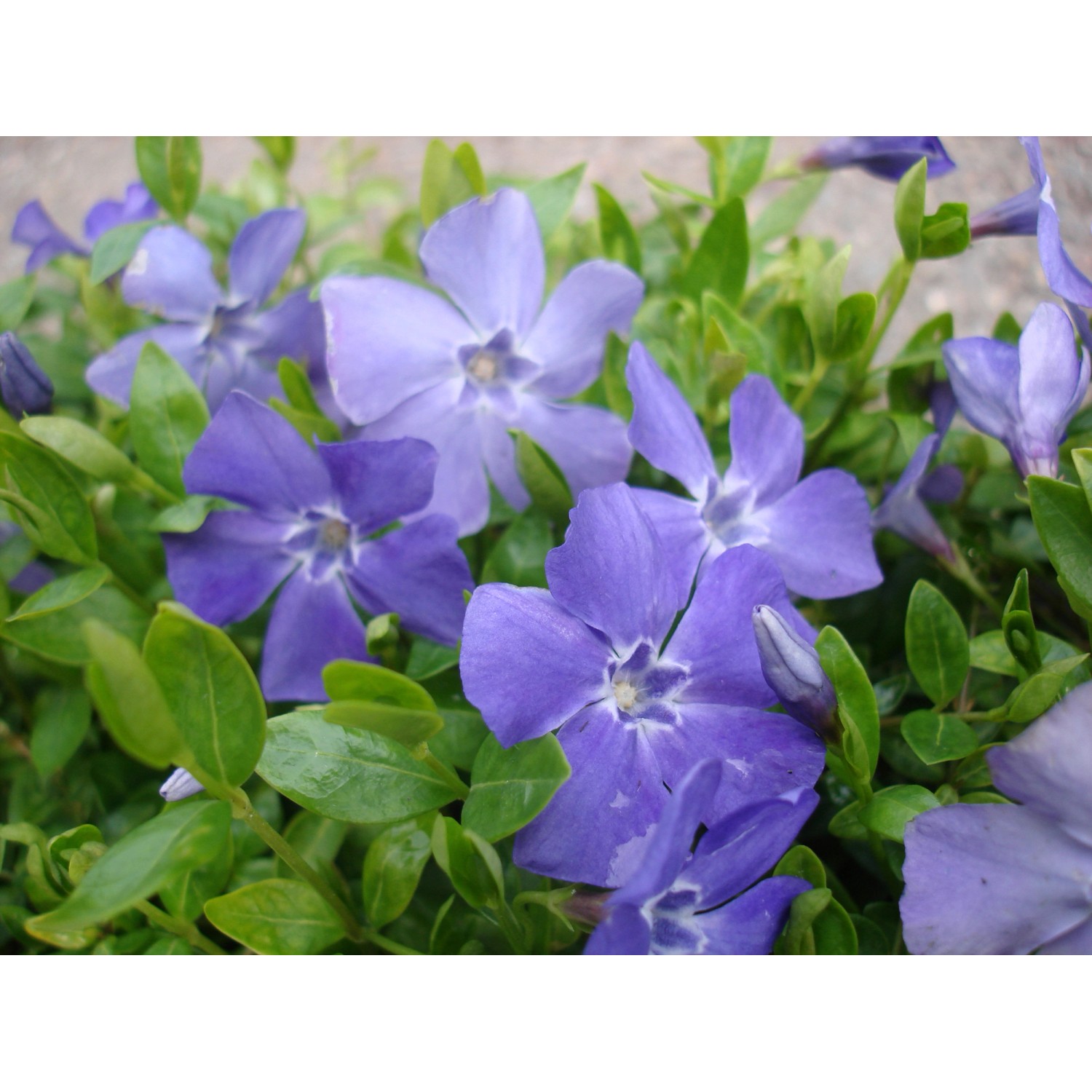 Immergrün Marie Blauviolett Topf-Ø ca. 9 cm Vinca minor günstig online kaufen