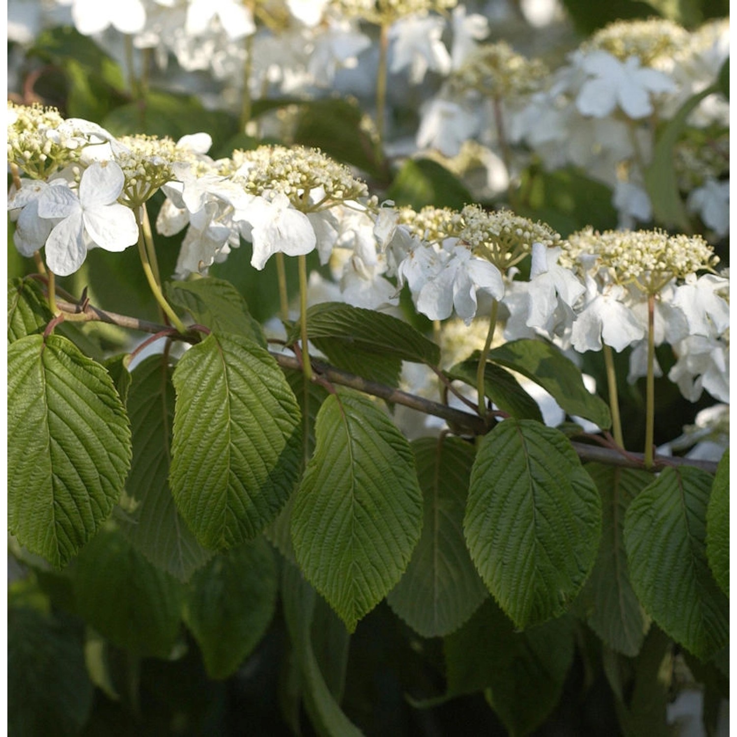 Hochstamm Etagen Schneeball Mariesii 80-100cm - Viburnum plicatum günstig online kaufen