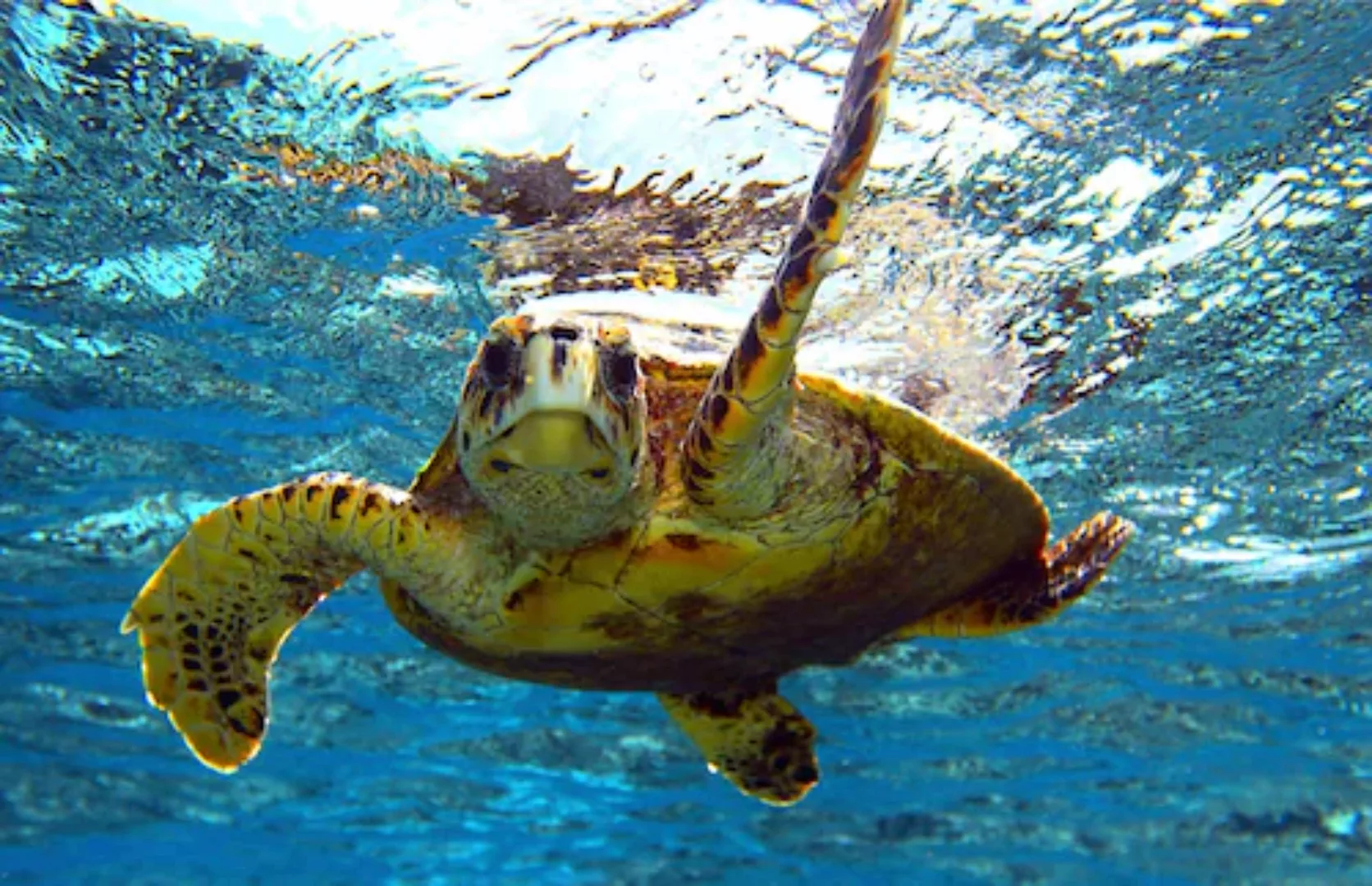 Papermoon Fototapete »Schildkröte im Wasser« günstig online kaufen