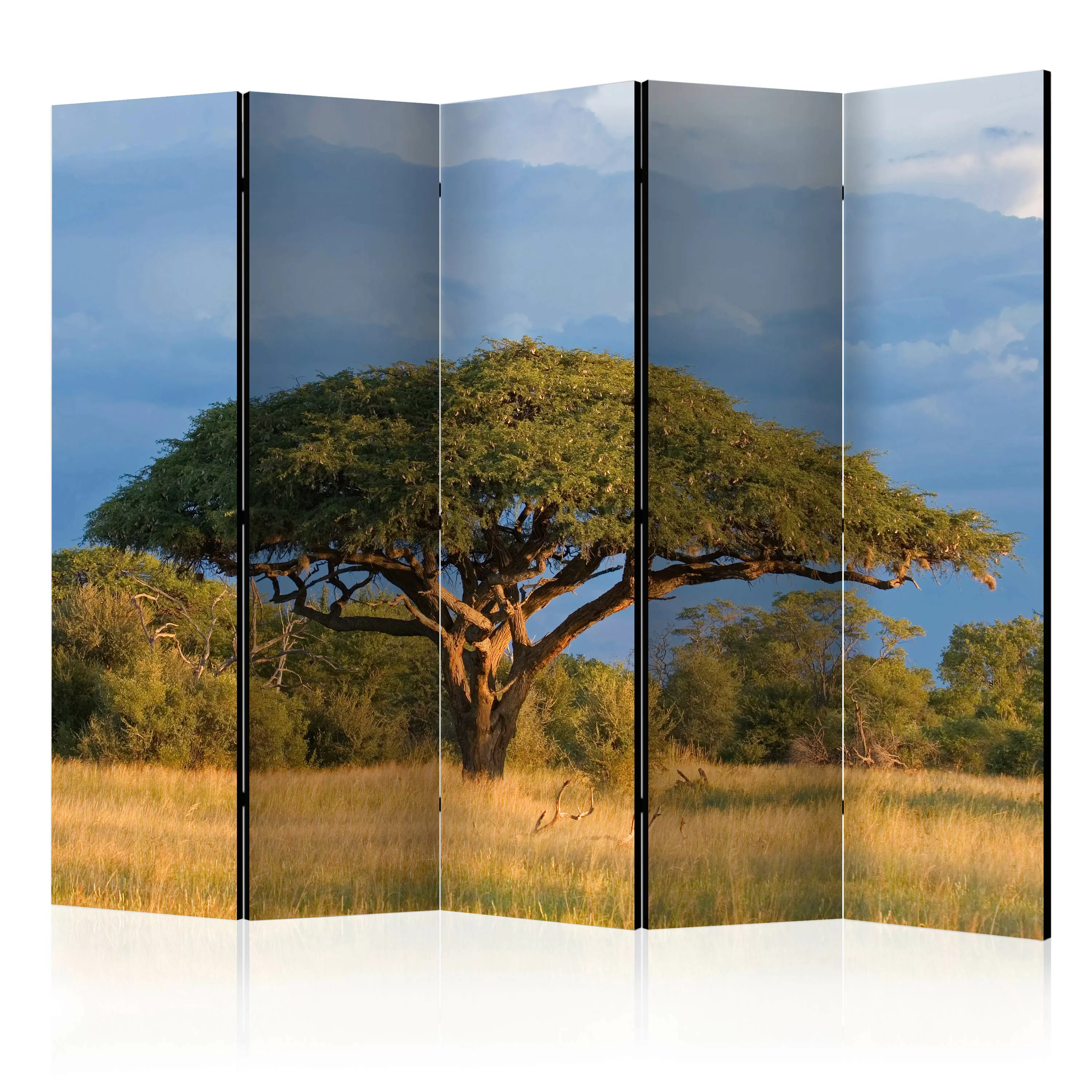 5-teiliges Paravent - African Acacia Tree, Hwange National Park, Zimbabwe I günstig online kaufen