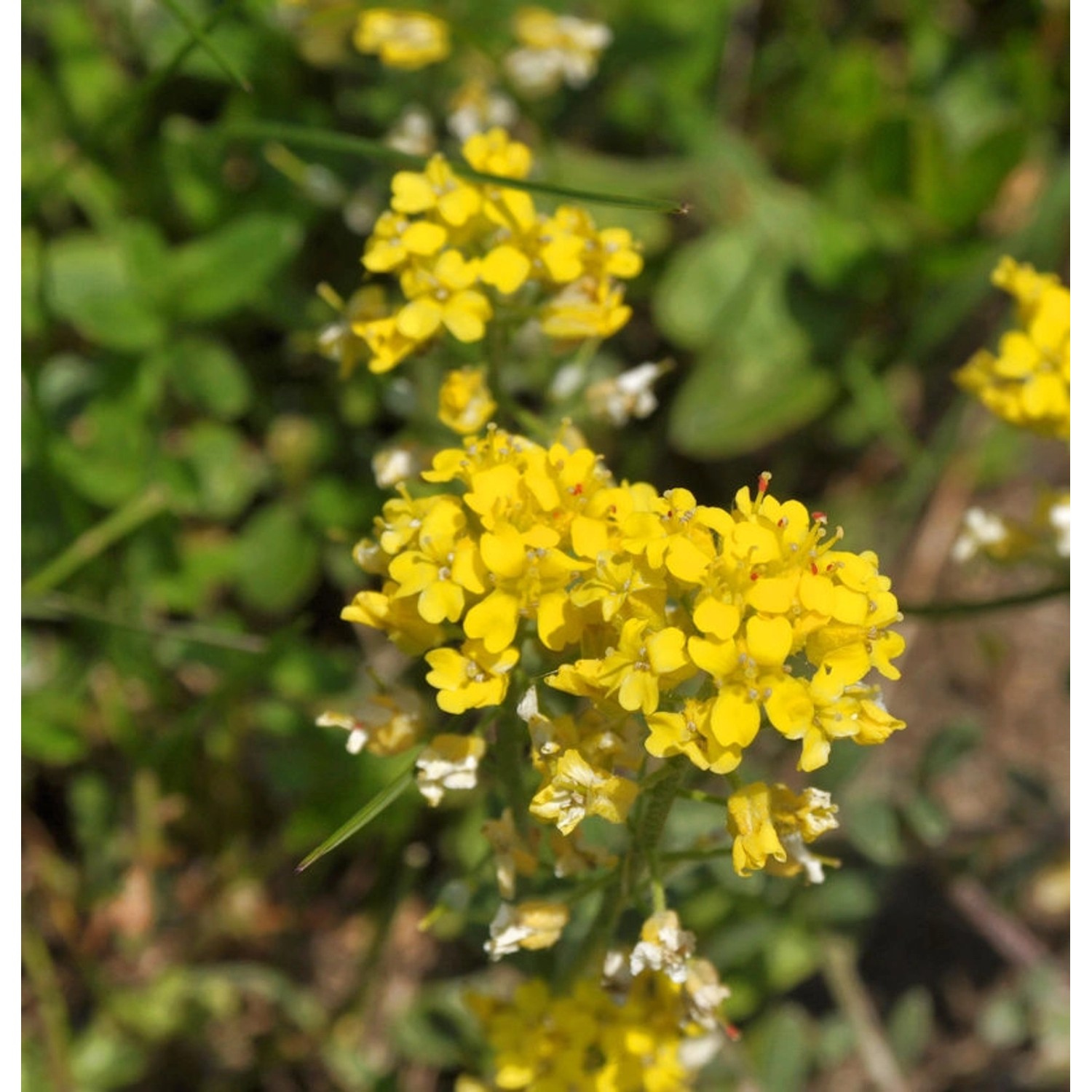 Bergsteinkraut - Alyssum montanum günstig online kaufen