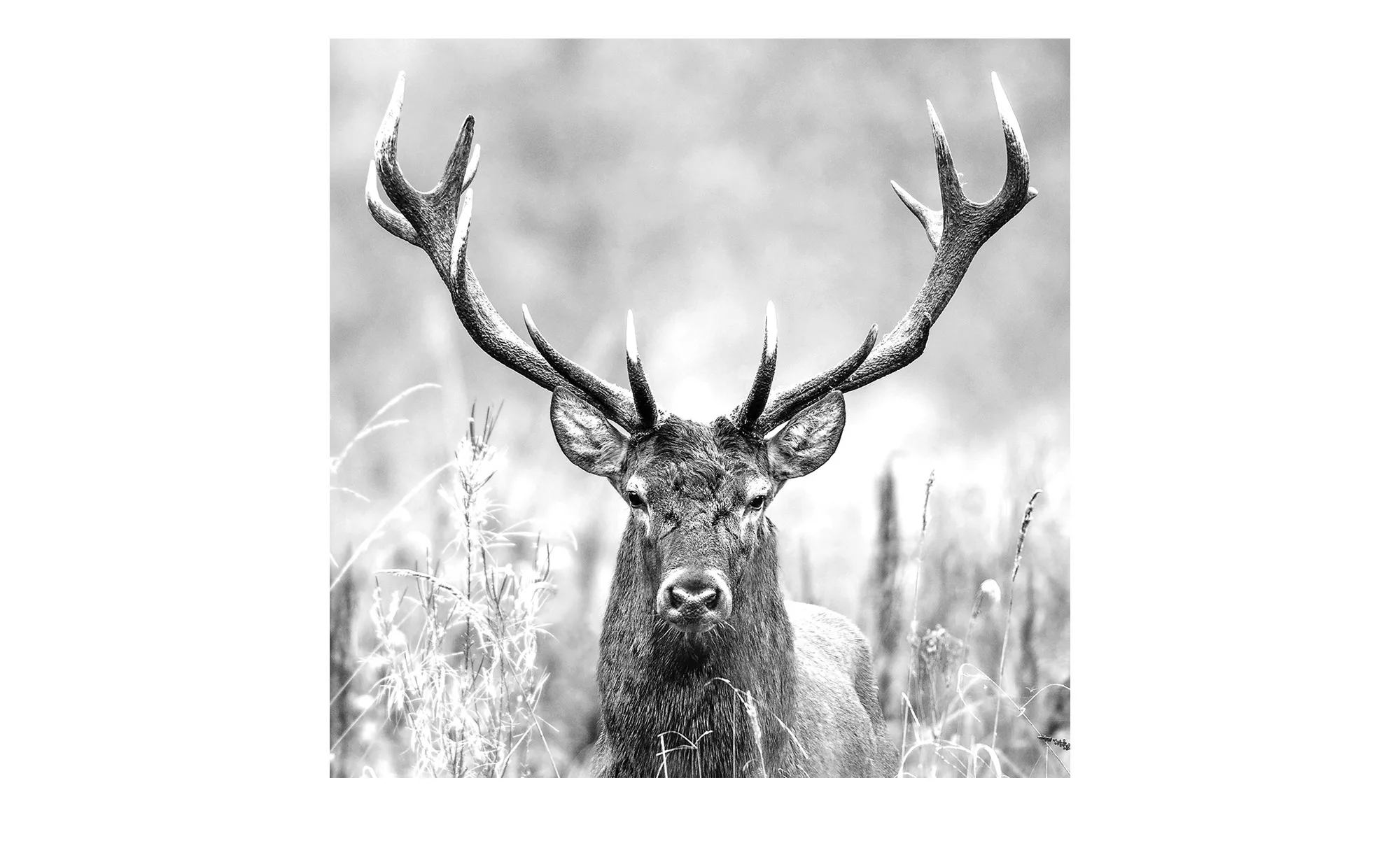 Glasbild 50x50 cm  Grey deer head II - 50 cm - 50 cm - Sconto günstig online kaufen