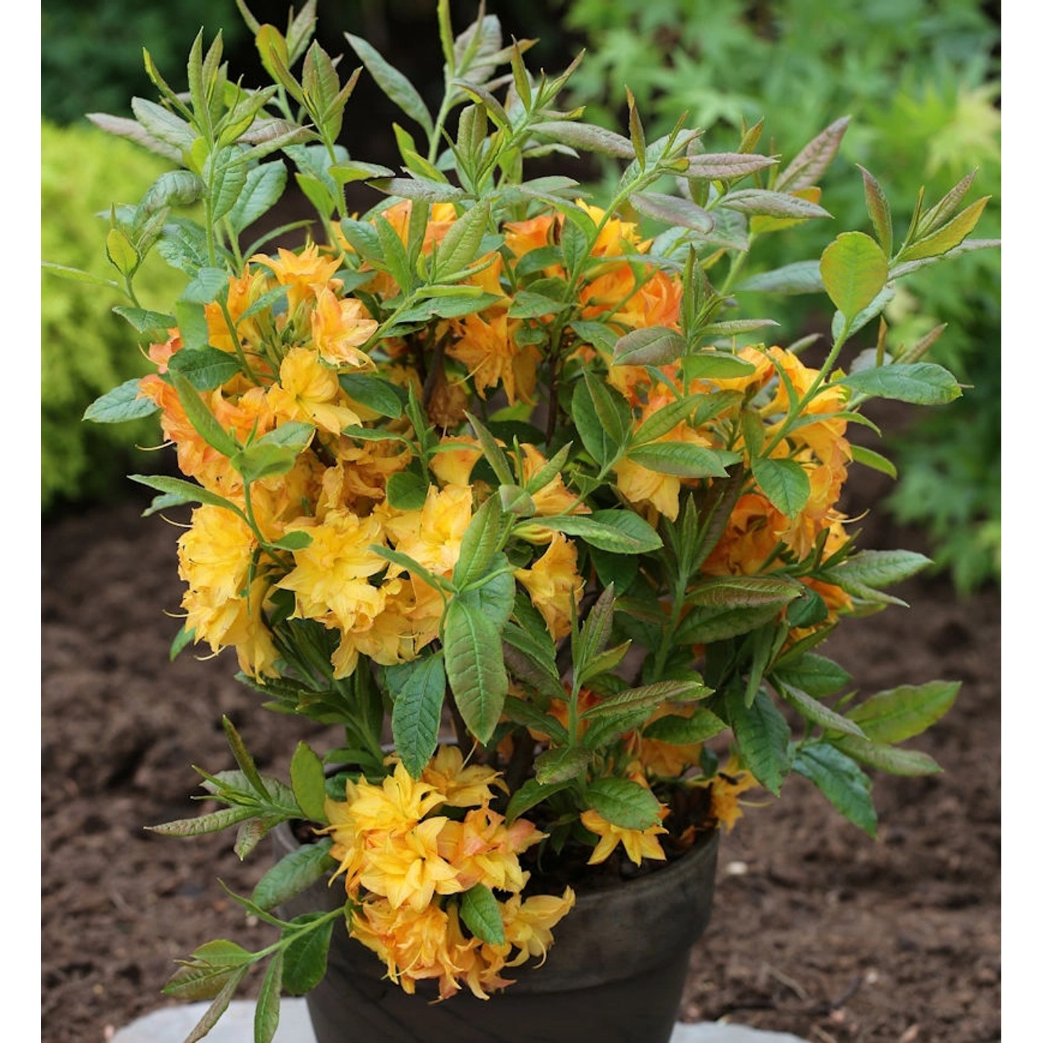 Azalee Sun Star 30-40cm - Rhododendron luteum - Alpenrose günstig online kaufen