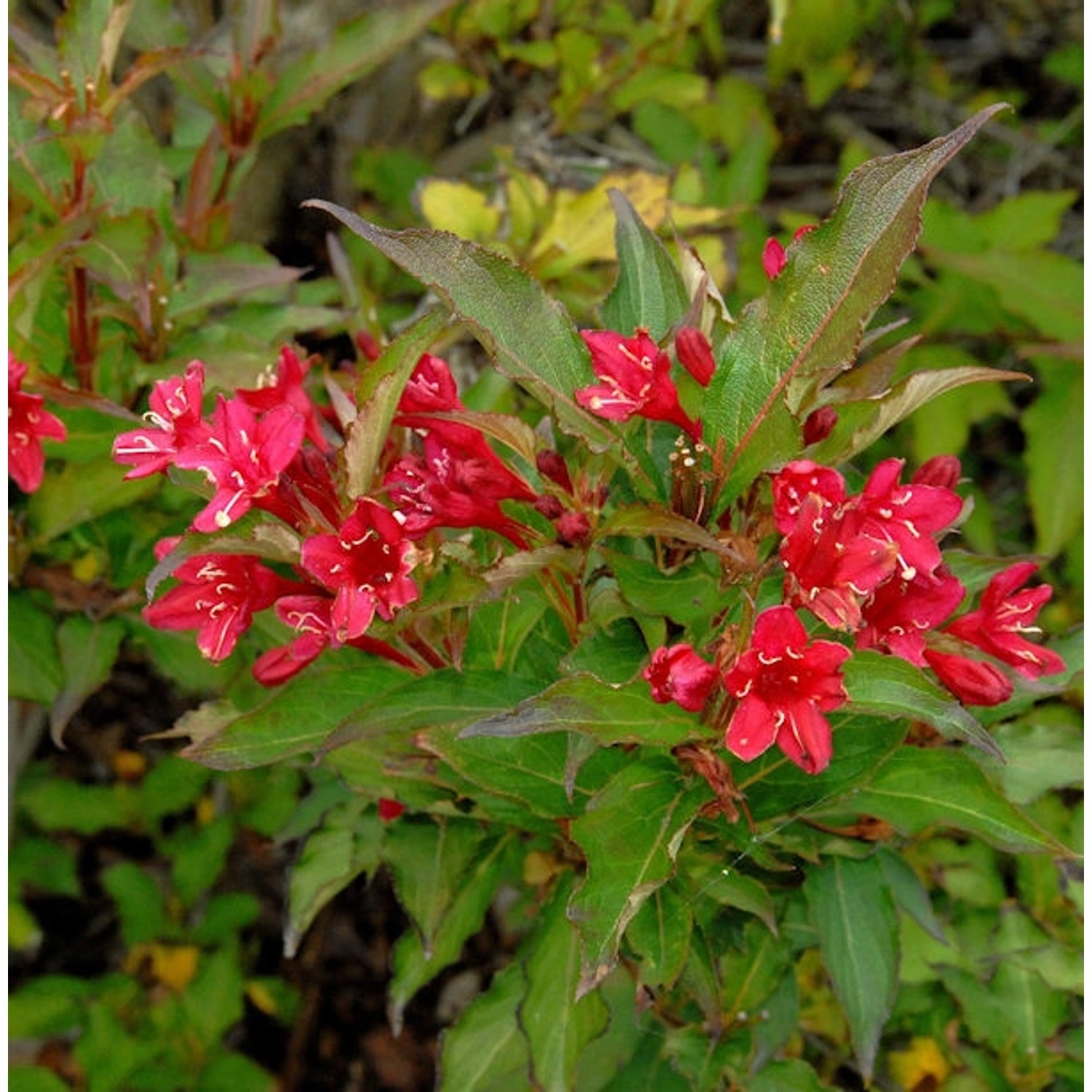 Weigelie Red Prince 100-125cm - Weigela günstig online kaufen