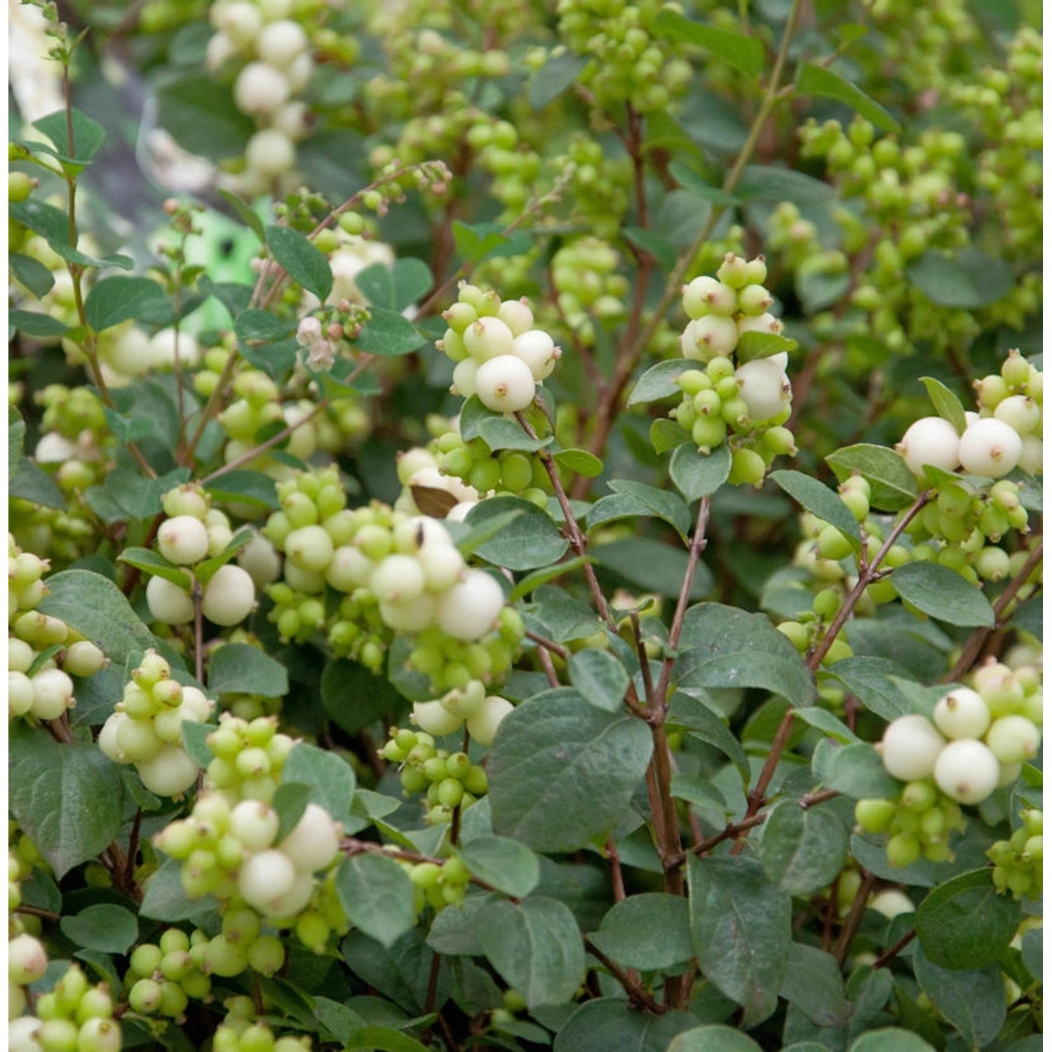 Amethystbeere Magical Avalanc 60-80cm - Symphoricarpos doorenbosii günstig online kaufen