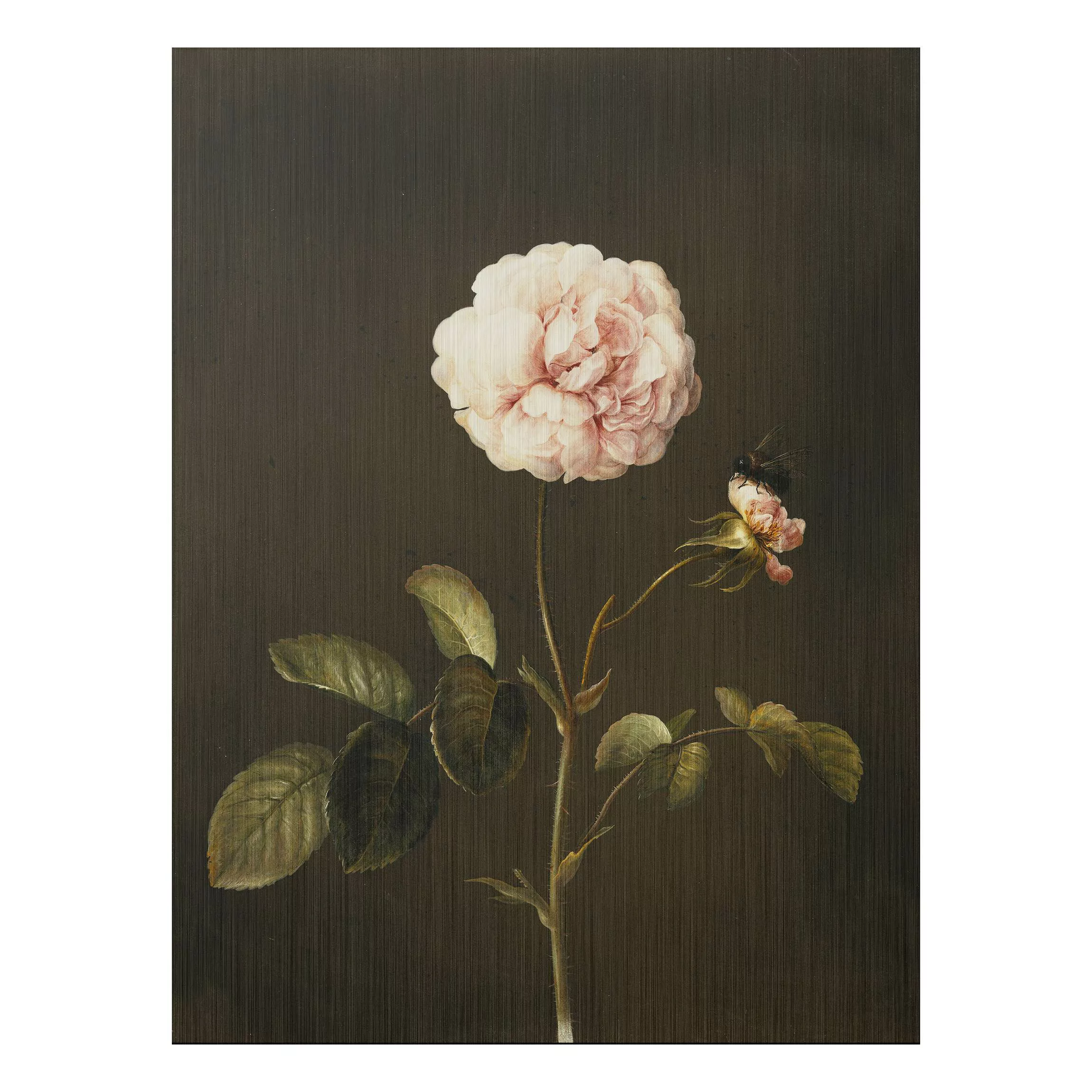 Alu-Dibond Bild Blumen - Hochformat 3:4 Barbara Regina Dietzsch - Essig-Ros günstig online kaufen