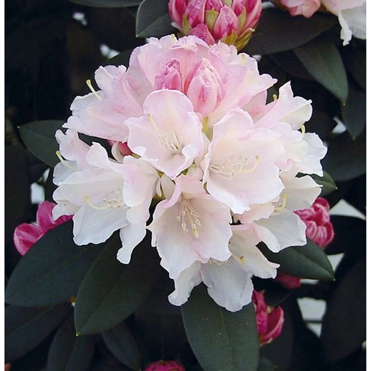 Rhododendron Dreamland 25-30cm - Alpenrose günstig online kaufen