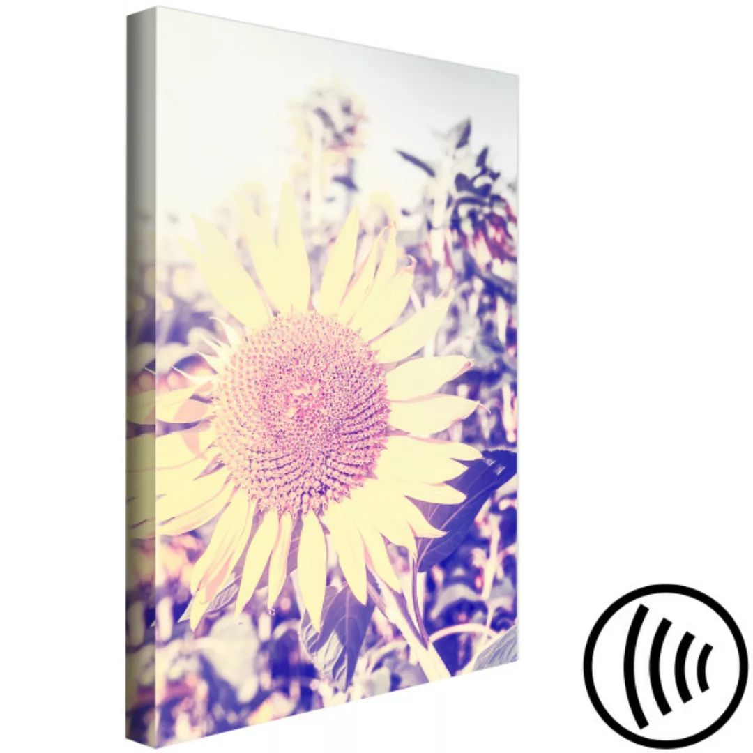 Wandbild Die Erinnerung an den Sommer – eine Sonnenblume mit violettem Schi günstig online kaufen