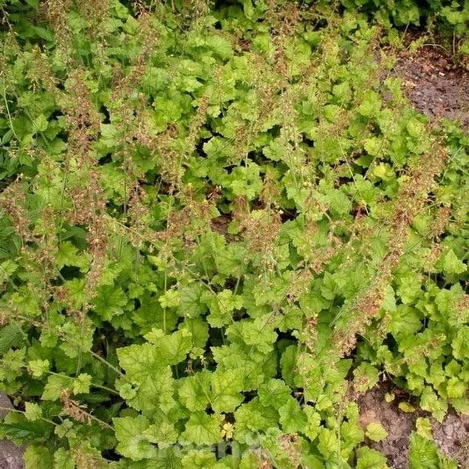 Henne mit Küken - Tolmiea menziesii günstig online kaufen