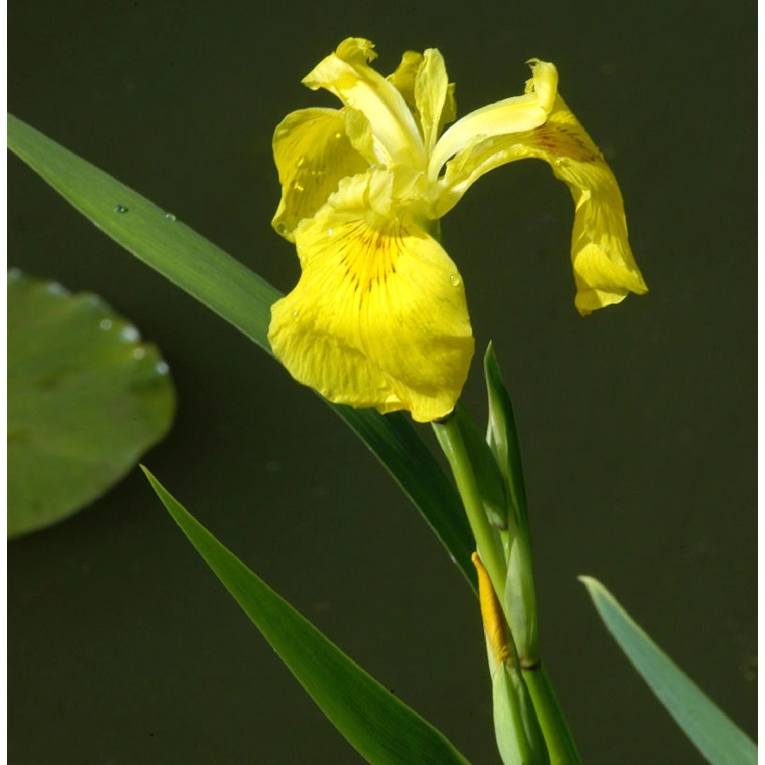 Wasserschwertlilie - Iris pseudacorus günstig online kaufen