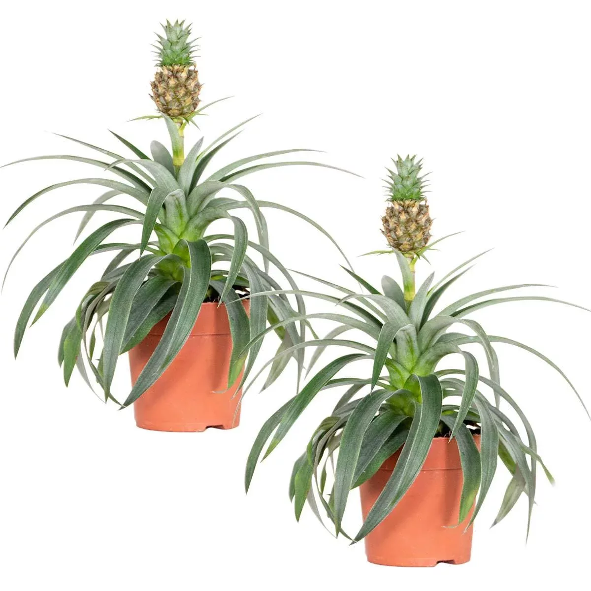 Casa Caron | 2er Set Ananas comosus Mi Amigo günstig online kaufen