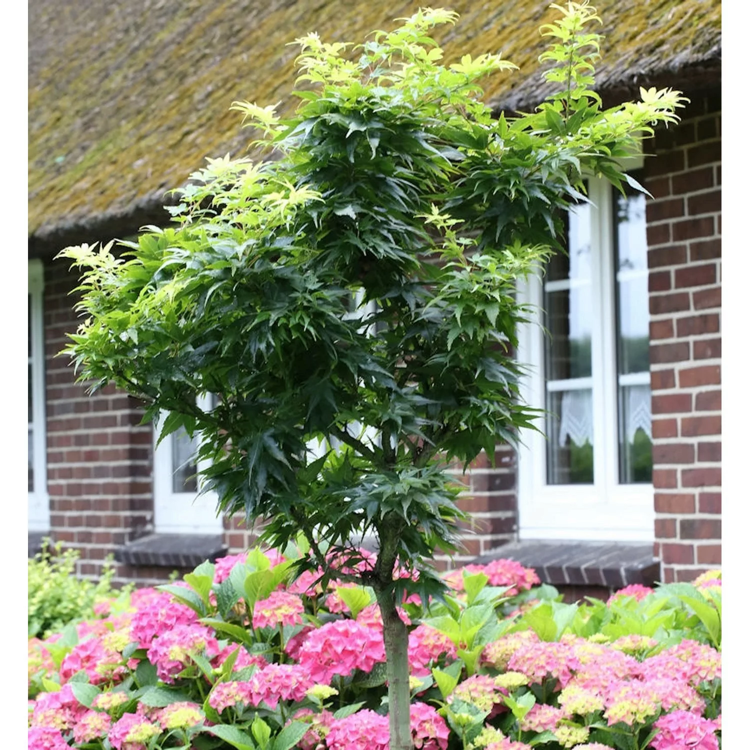 Hochstamm Fächerahorn Mikawa Yatsubusa 30-40cm - Acer palmatum günstig online kaufen