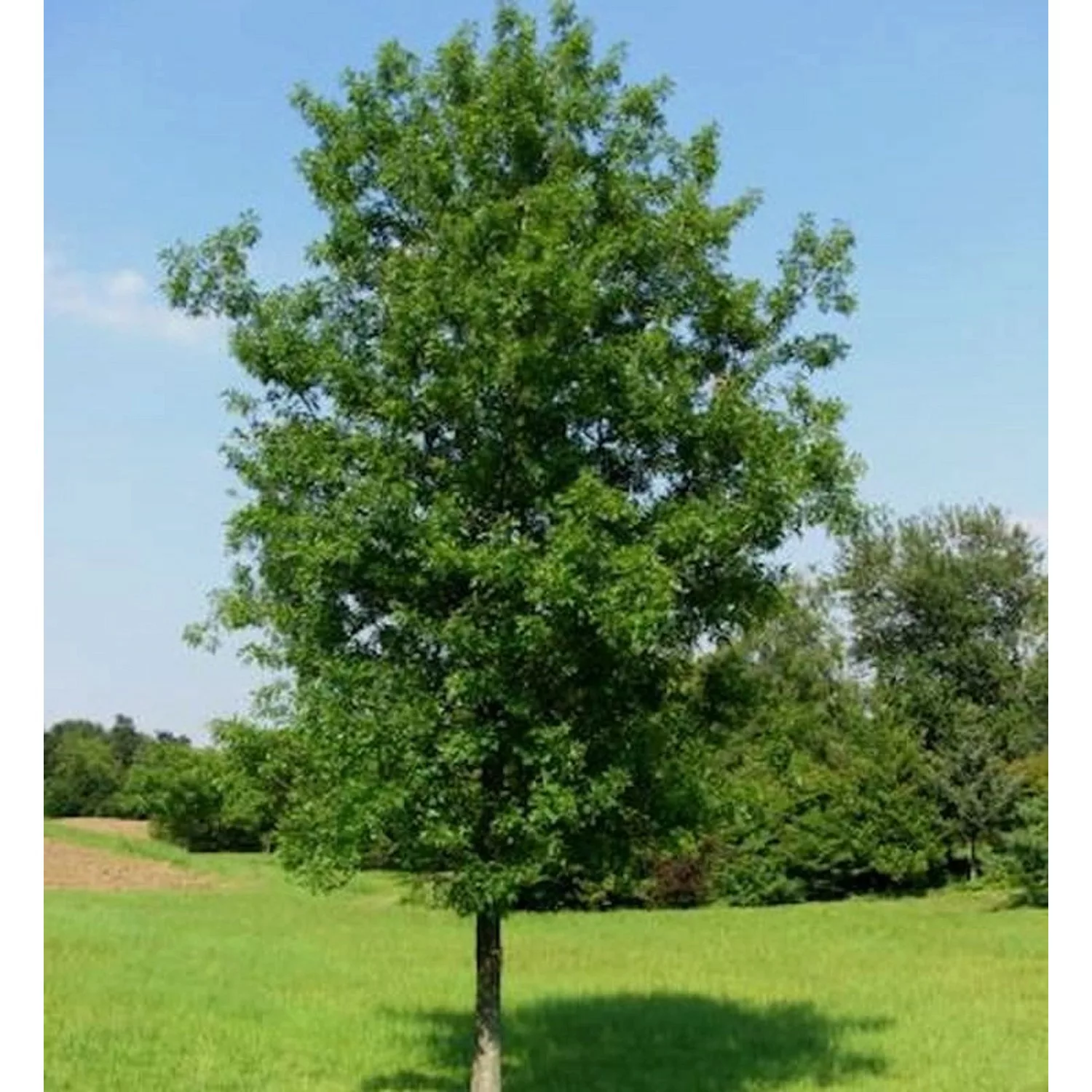 Säulenförmige Sumpf Eiche 80-100cm - Quercus palustris günstig online kaufen