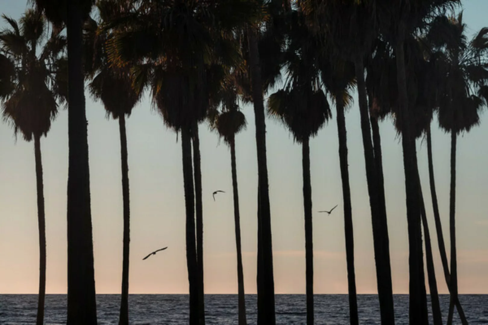 Poster / Leinwandbild - Palm Tree Sunset günstig online kaufen