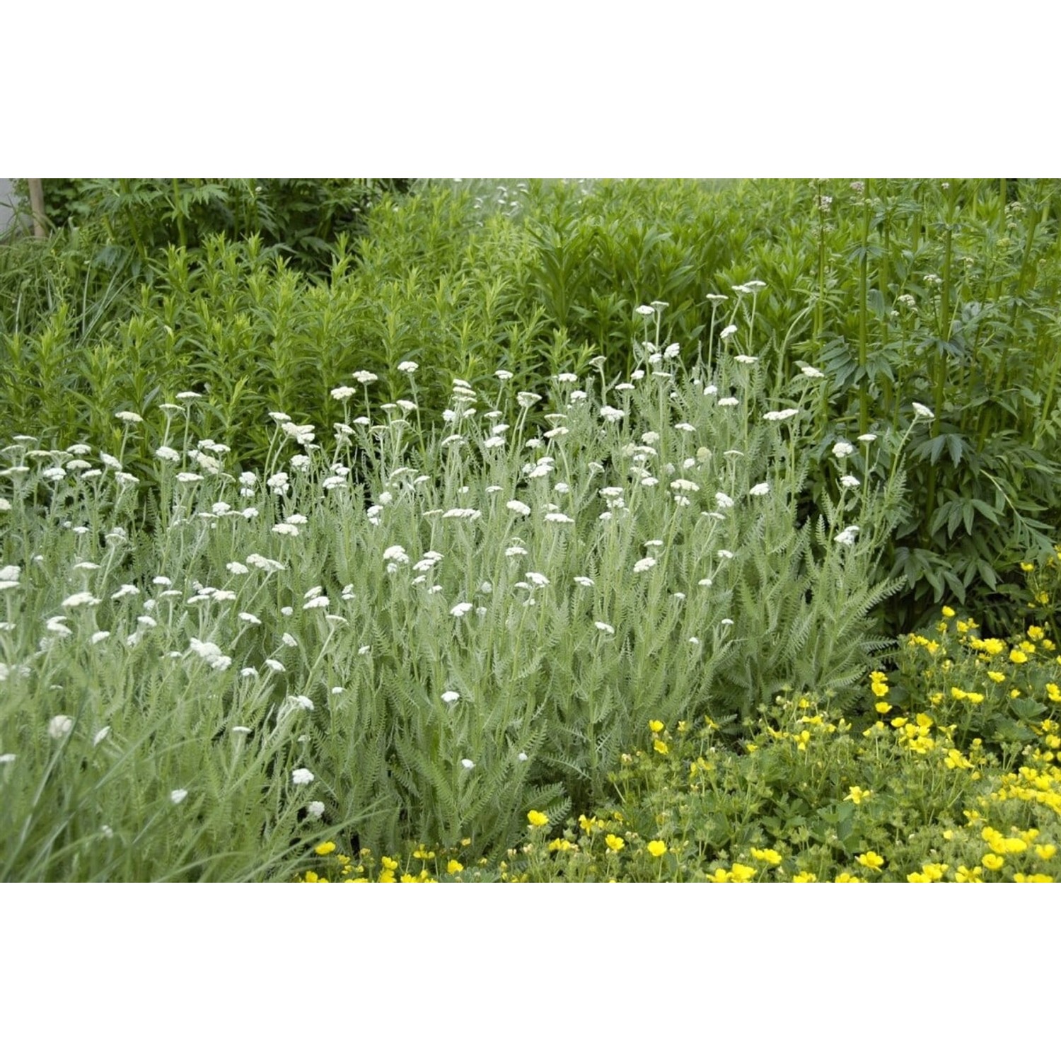Achillea Millefolium Gemeine Schafgarbe Ca. 9x9 cm Topf günstig online kaufen