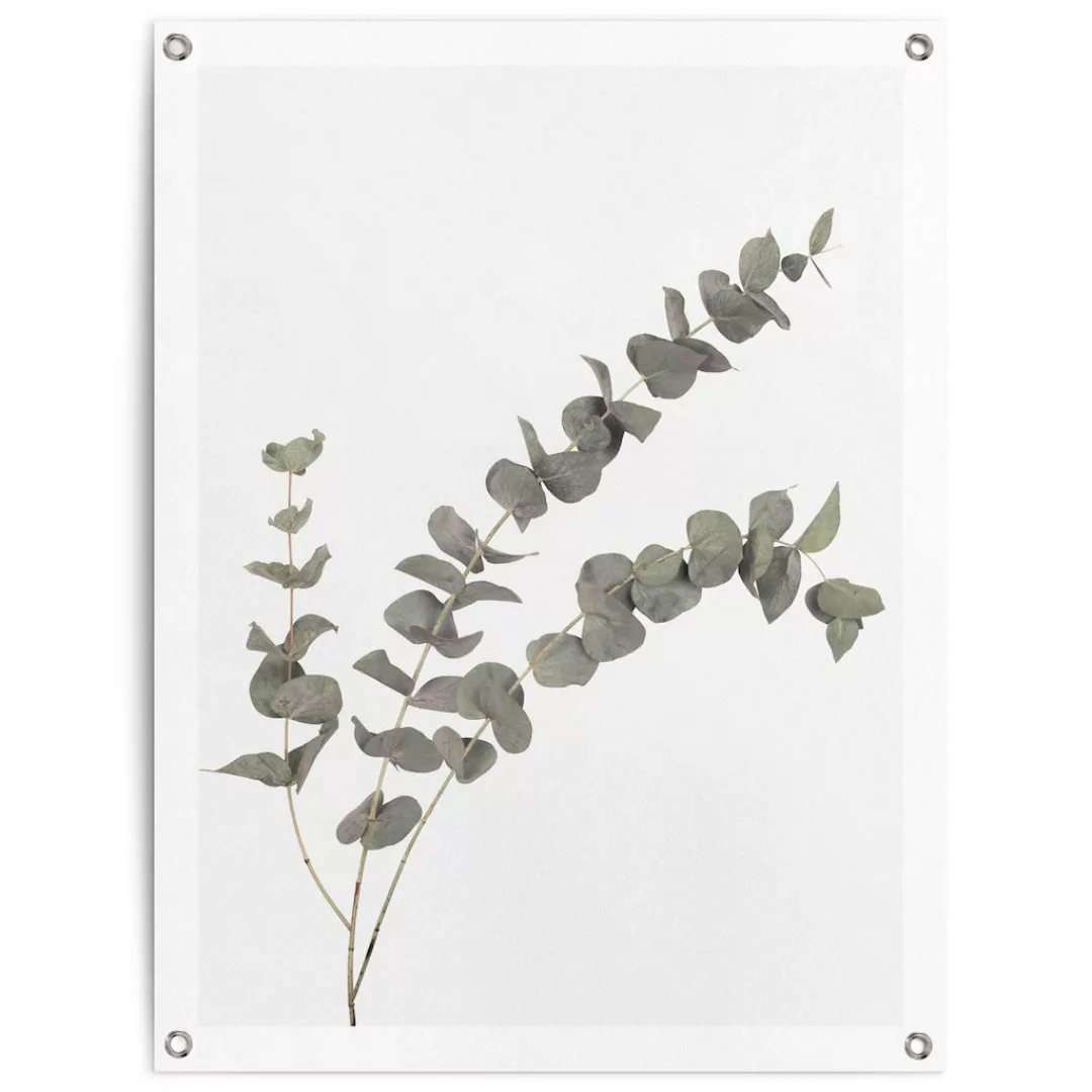 Reinders! Poster »Eukalyptus«, Outdoor für Garten oder Balkon günstig online kaufen