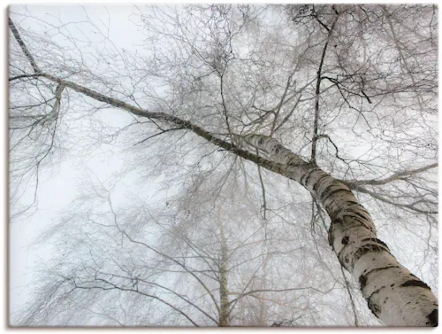 Artland Wandbild »Winter Birke«, Bäume, (1 St.), als Leinwandbild, Wandaufk günstig online kaufen