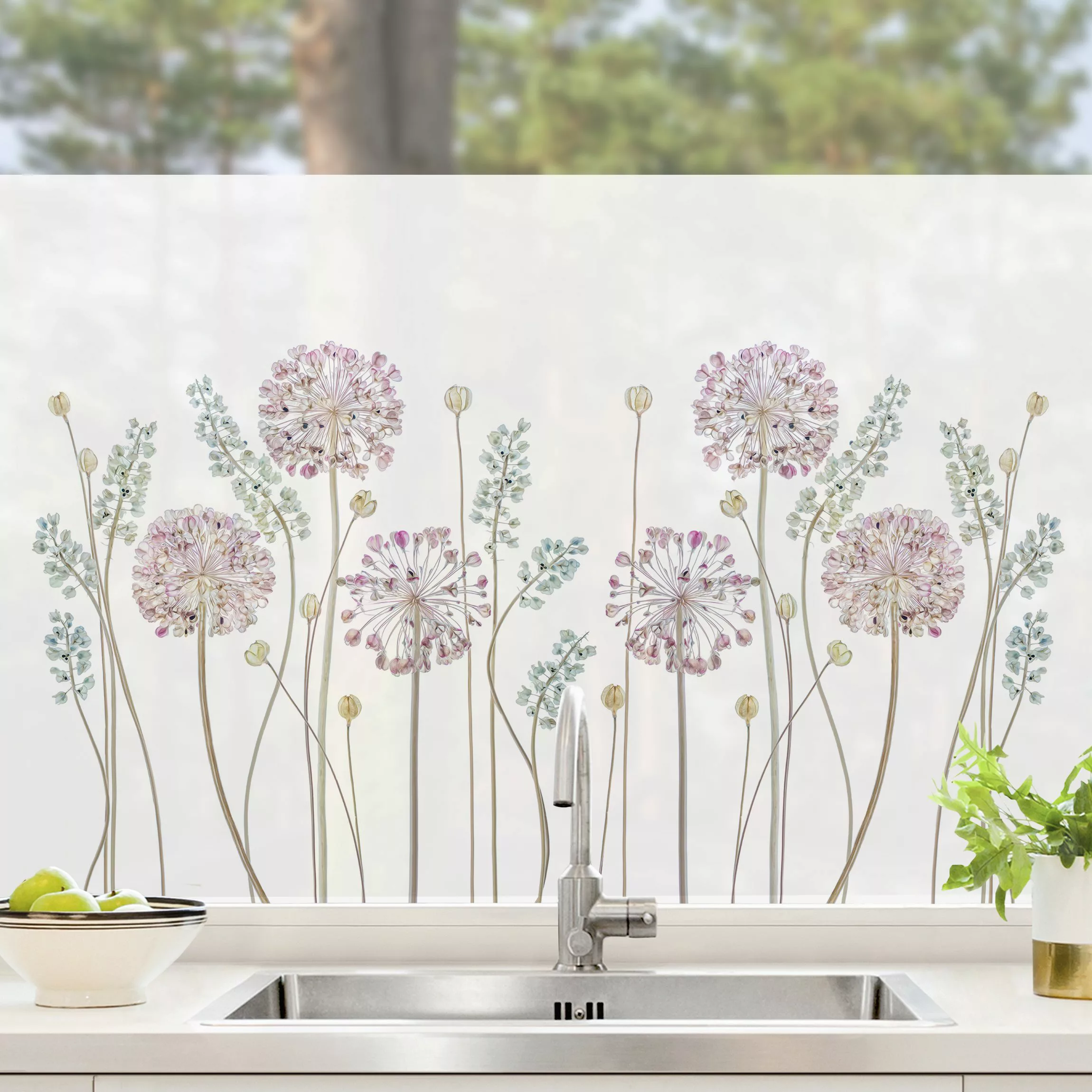 Fensterfolie Allium Illustration günstig online kaufen