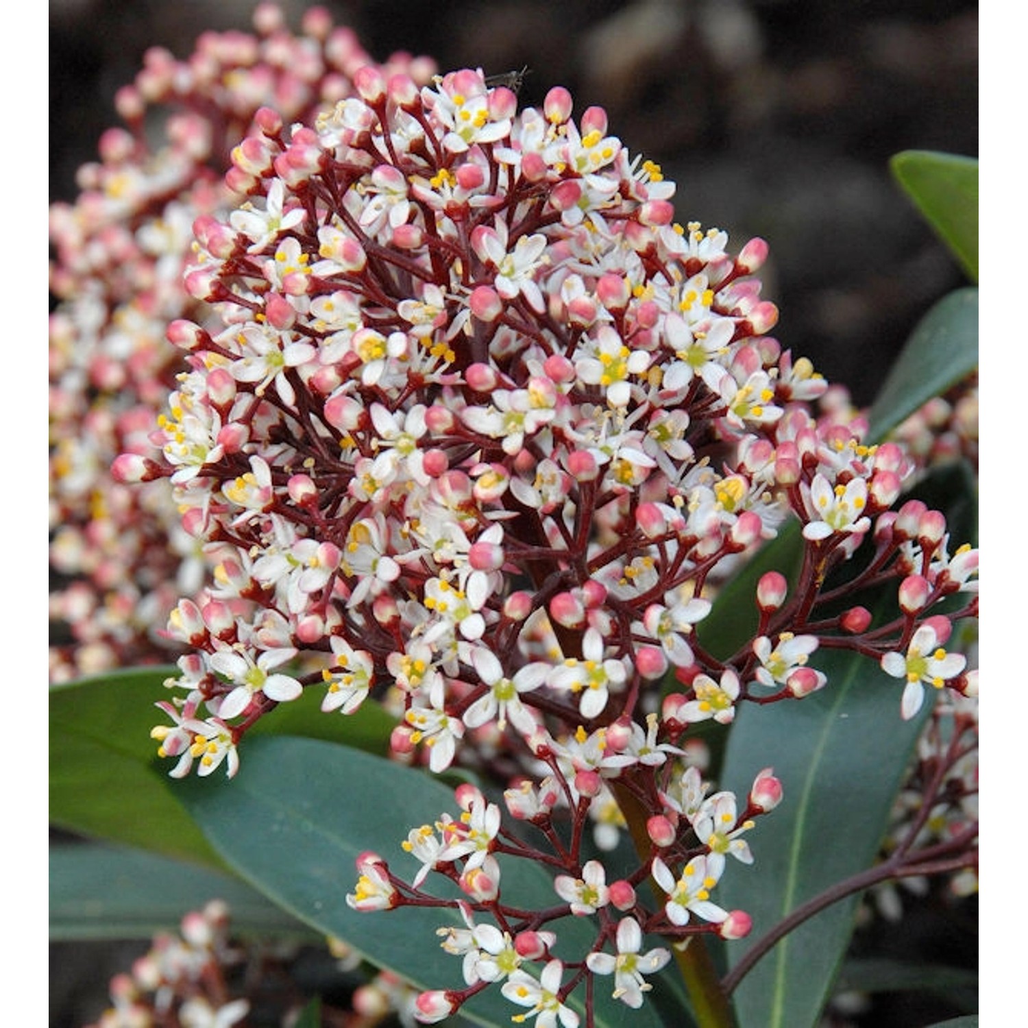 Japanische Skimmie Rubella 25-30cm - Skimmia japonica günstig online kaufen