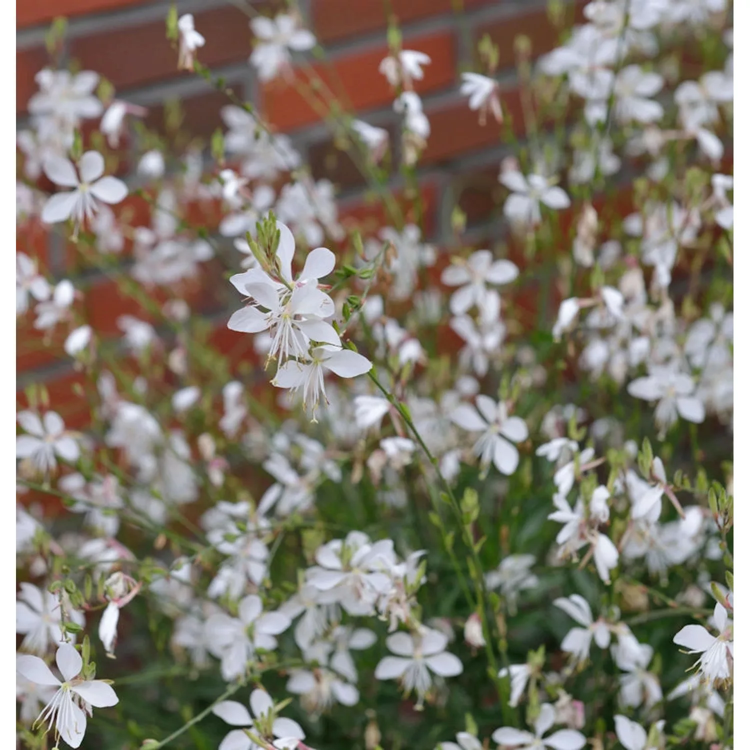 Prachtkerze Short Form - Gaura lindheimeri günstig online kaufen