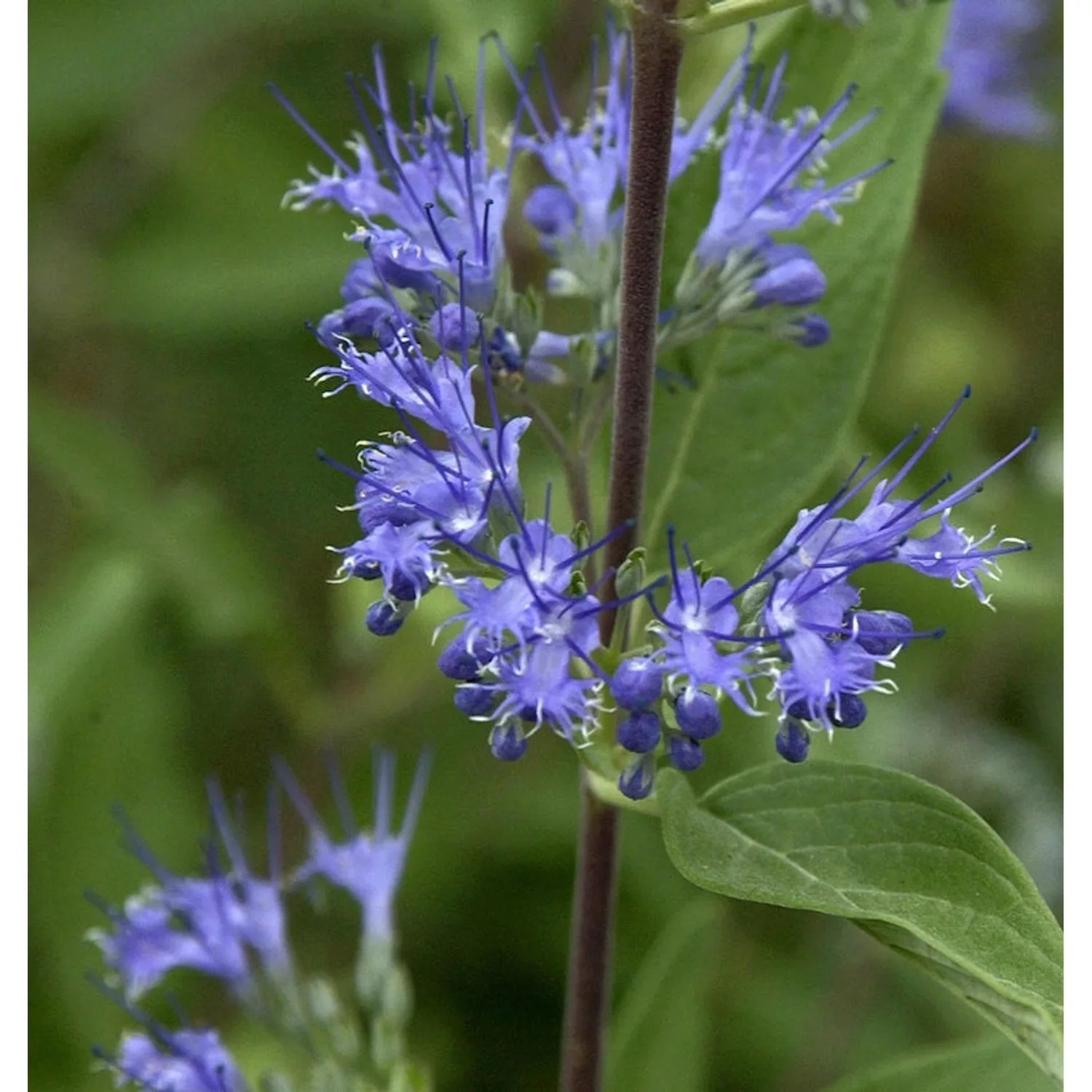 Bartblume Blue Fountain 40-60cm - Caryopteris clandonensis günstig online kaufen