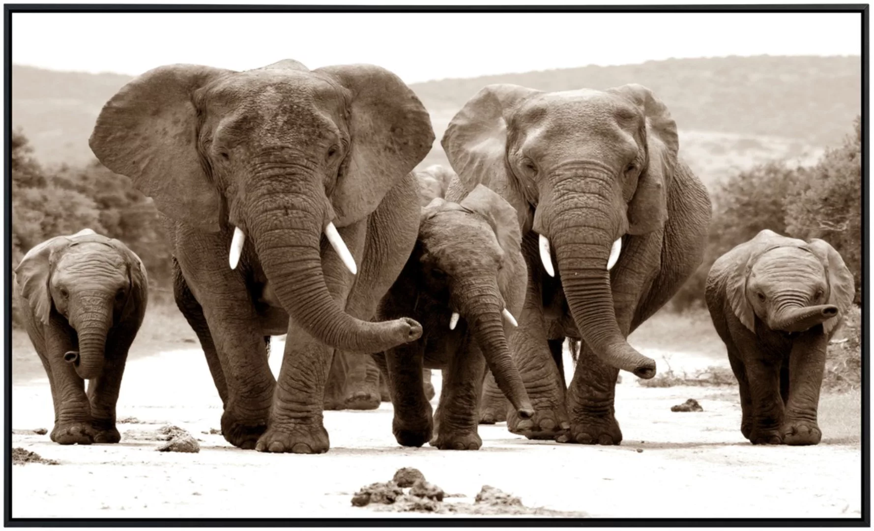 Papermoon Infrarotheizung »Elefanten Sepia«, sehr angenehme Strahlungswärme günstig online kaufen