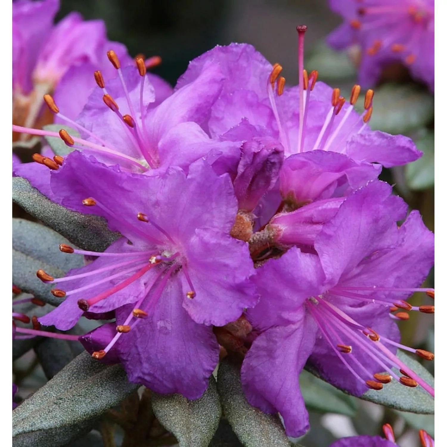 Zwerg Rhododendron Saint Merryn 30-40cm - Rhododendron impeditum - Zwerg Al günstig online kaufen