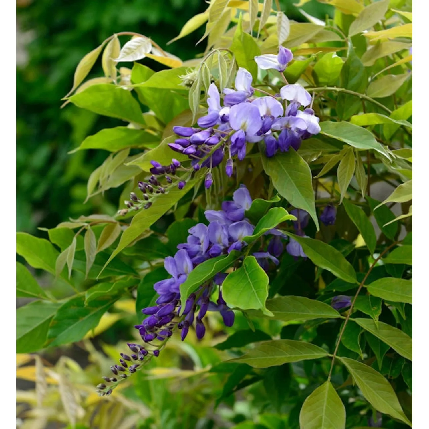 Chinesischer Blauregen Prolific 60-80cm - Wisteria sinensis günstig online kaufen