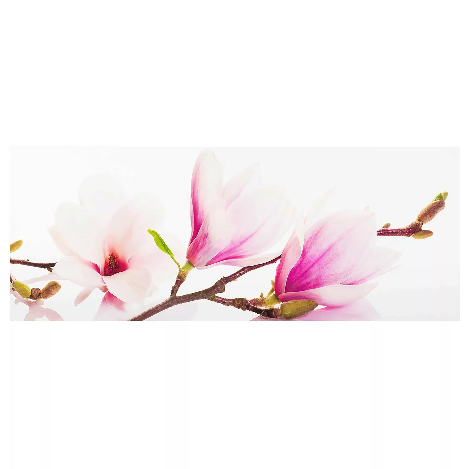 Glasbild Blumen - Panorama Zarter Magnolienzweig günstig online kaufen