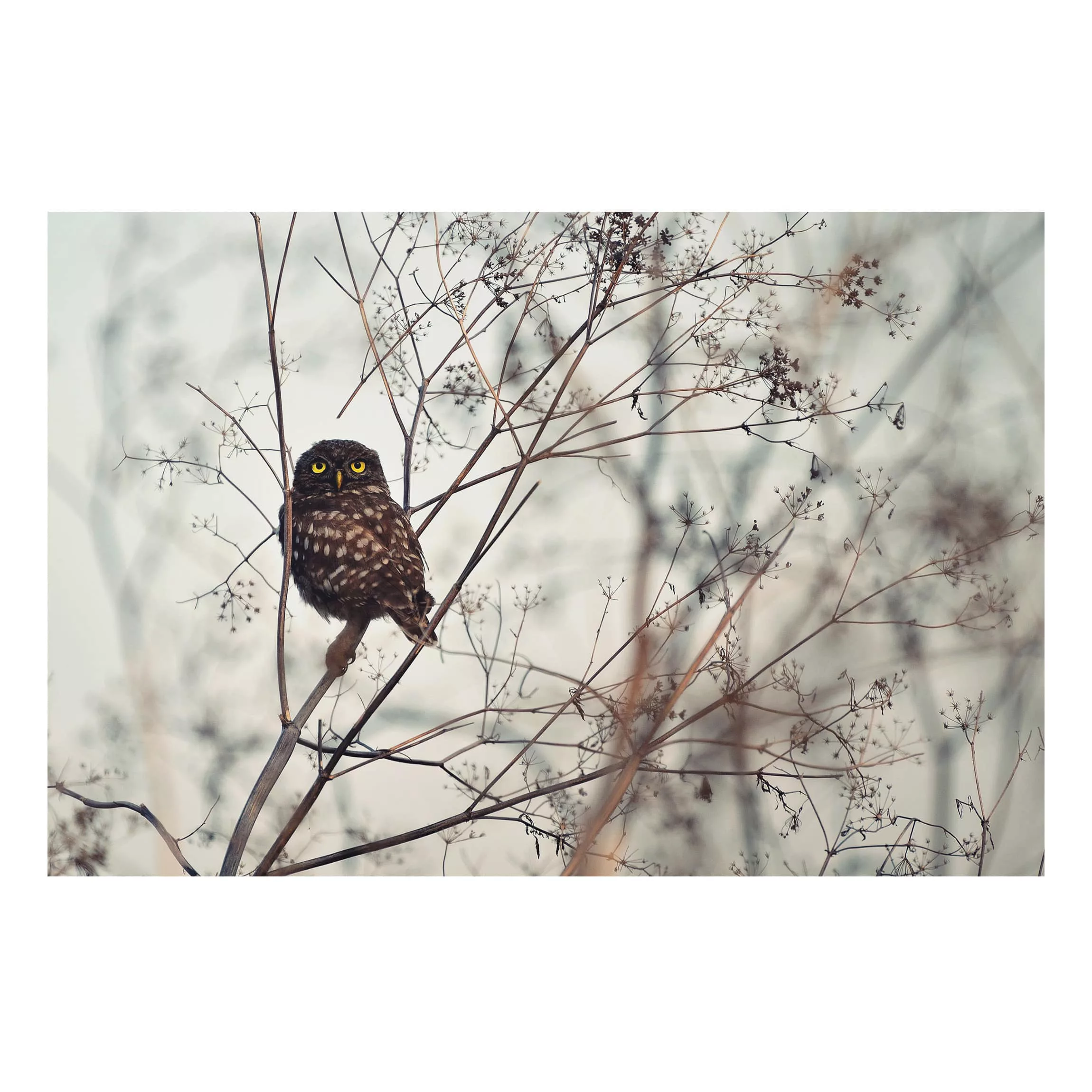 Alu-Dibond Bild Tiere - Querformat 3:2 Eule im Winter günstig online kaufen