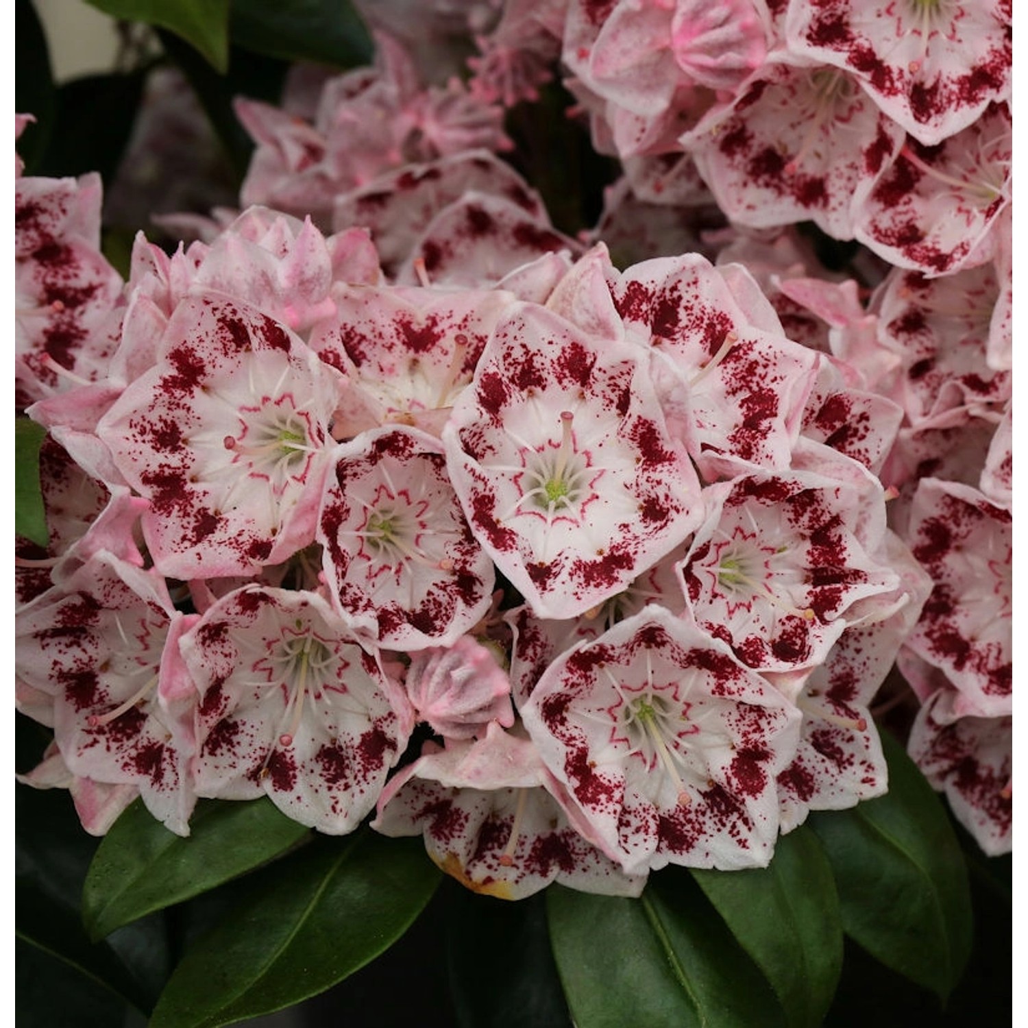 Großer Berglorbeer Ginkona 40-50cm - Kalmia latifolia günstig online kaufen