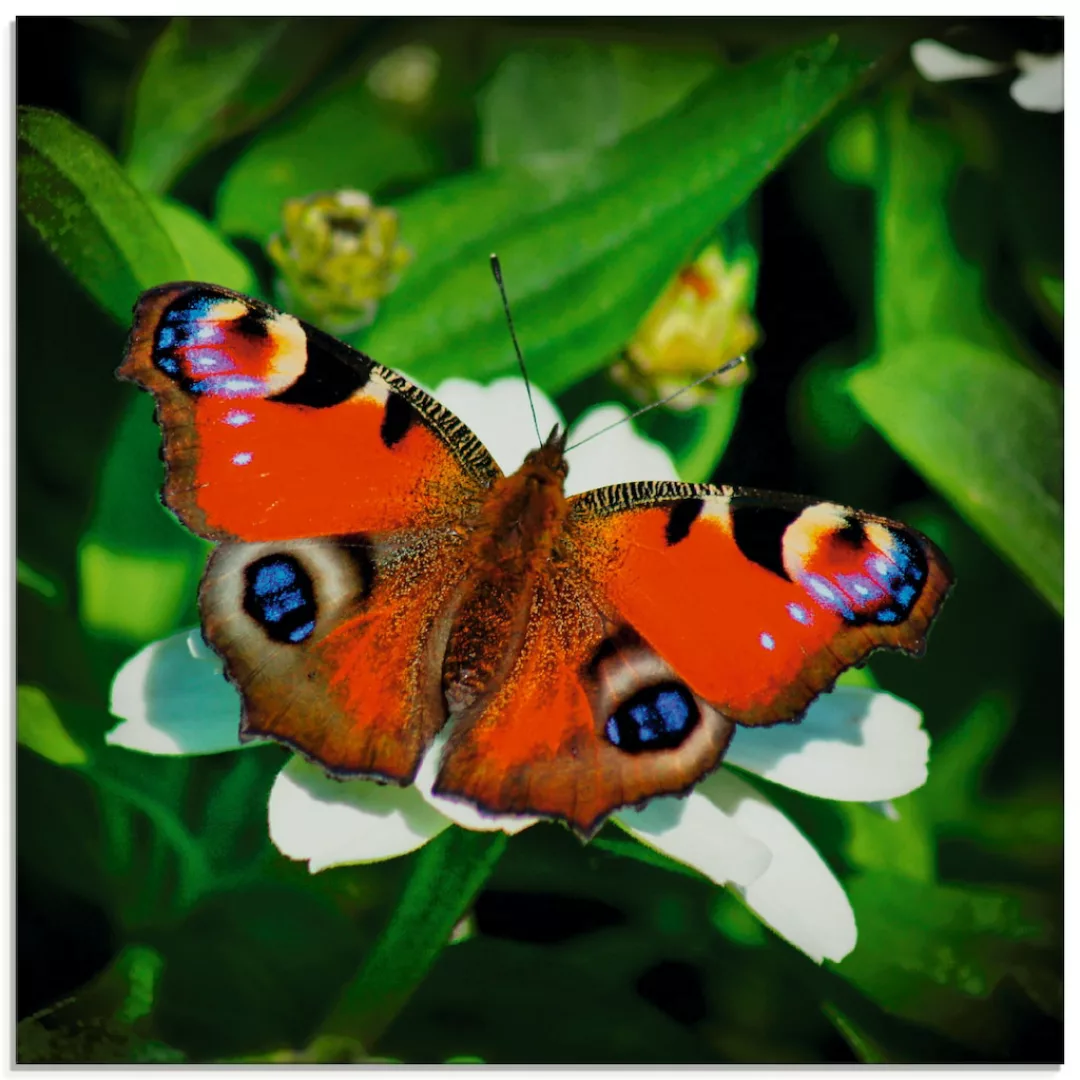 Artland Glasbild "Tagpfauenauge", Insekten, (1 St.), in verschiedenen Größe günstig online kaufen