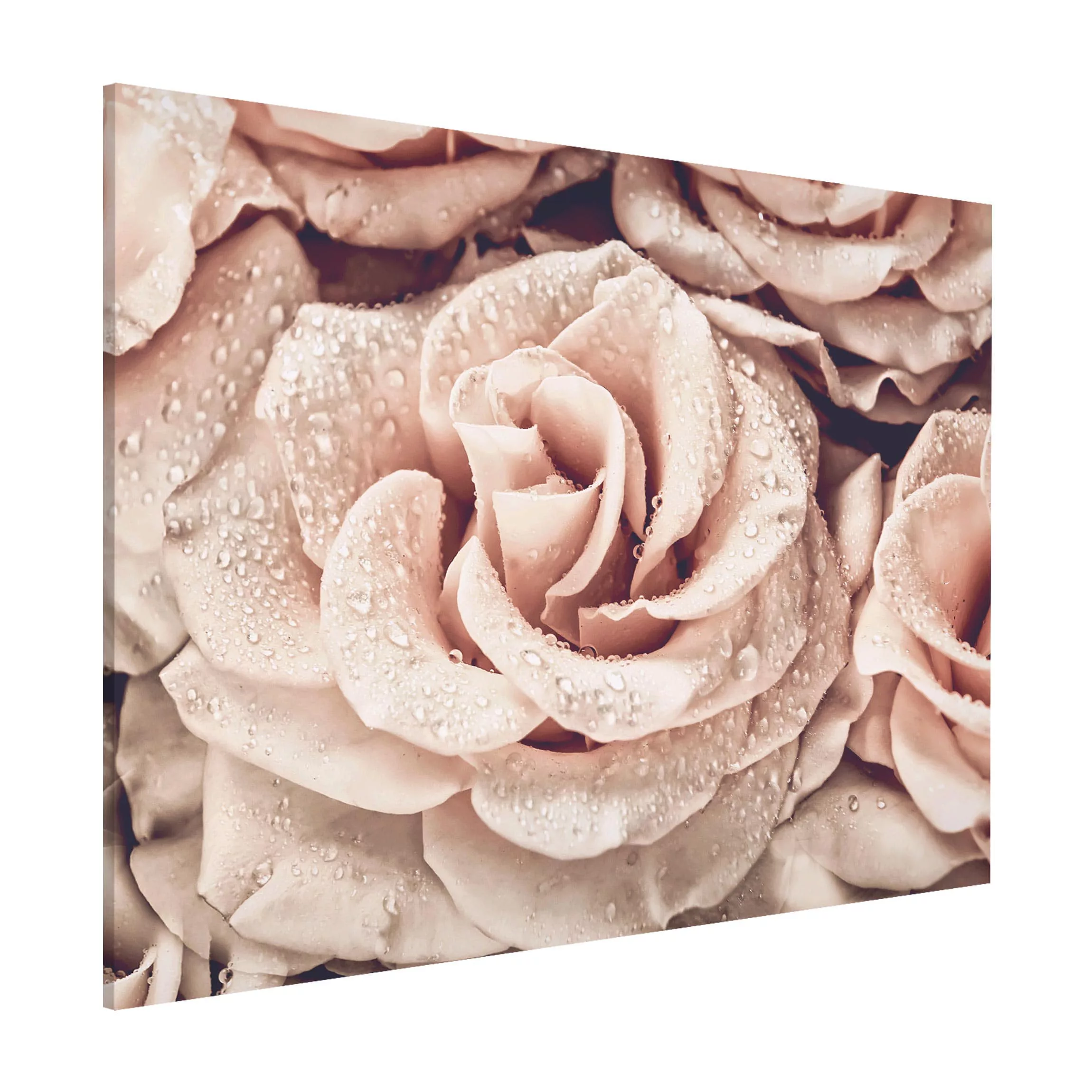 Magnettafel Blumen - Querformat 4:3 Rosen Sepia mit Wassertropfen günstig online kaufen