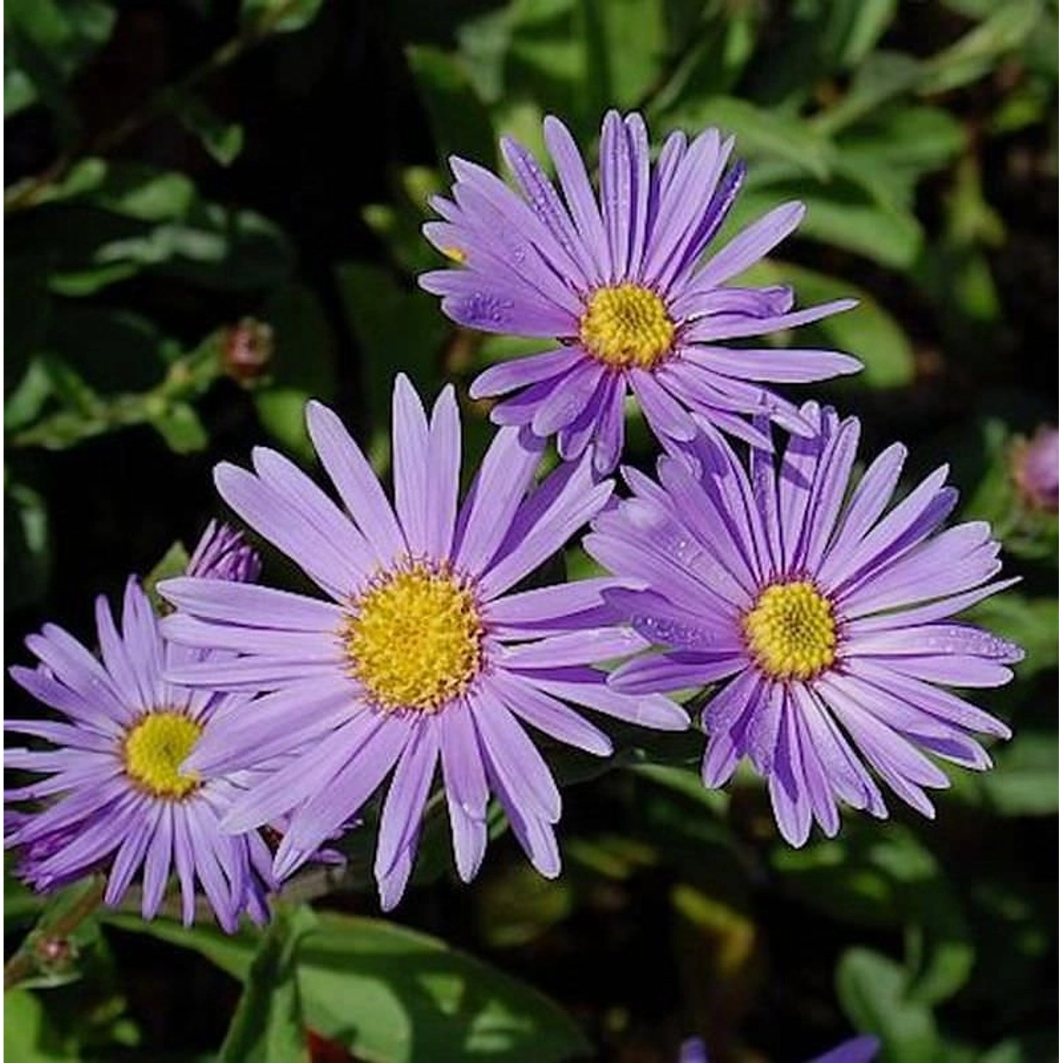 Sommeraster Blütendecke - Aster amellus günstig online kaufen