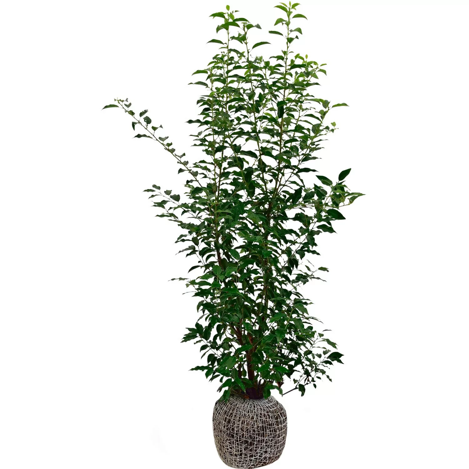 Kirschlorbeer ''Angustifolia'' Set à 100 Stück Höhe 60 - 80 cm Ballenware günstig online kaufen