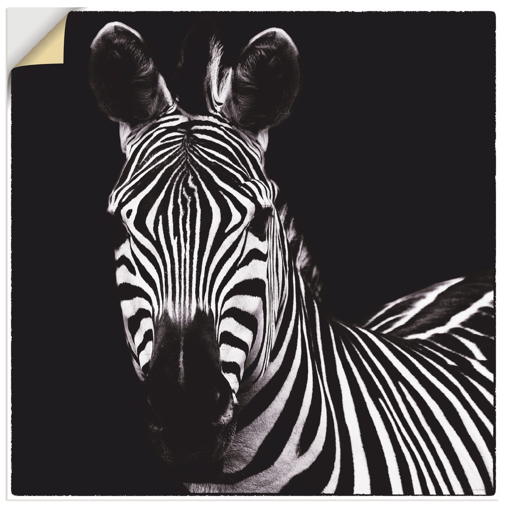 Artland Wandbild "Zebra II", Wildtiere, (1 St.), als Leinwandbild, Wandaufk günstig online kaufen