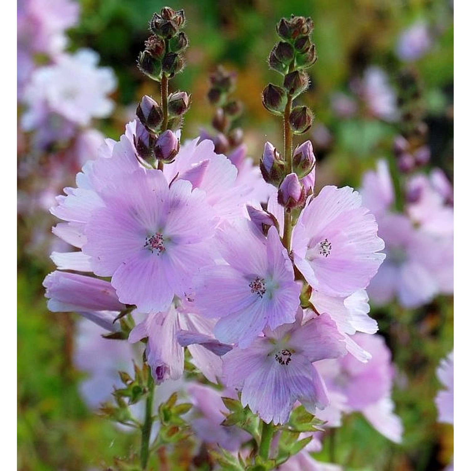 Prärie Malve Elsie Heugh - Sidalcea malviflora günstig online kaufen