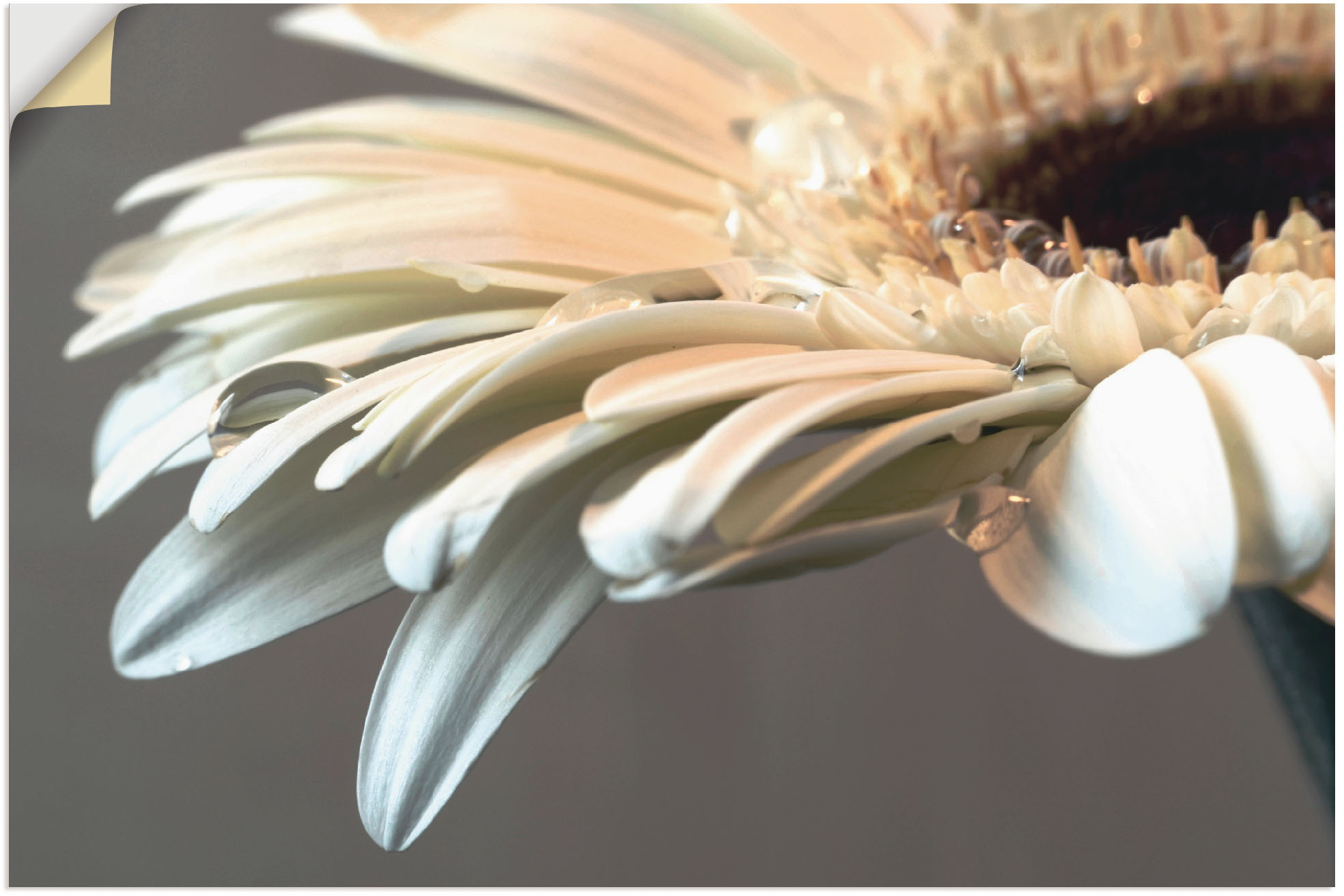Artland Wandbild »Blüte einer Gerbera«, Blumen, (1 St.), als Leinwandbild, günstig online kaufen