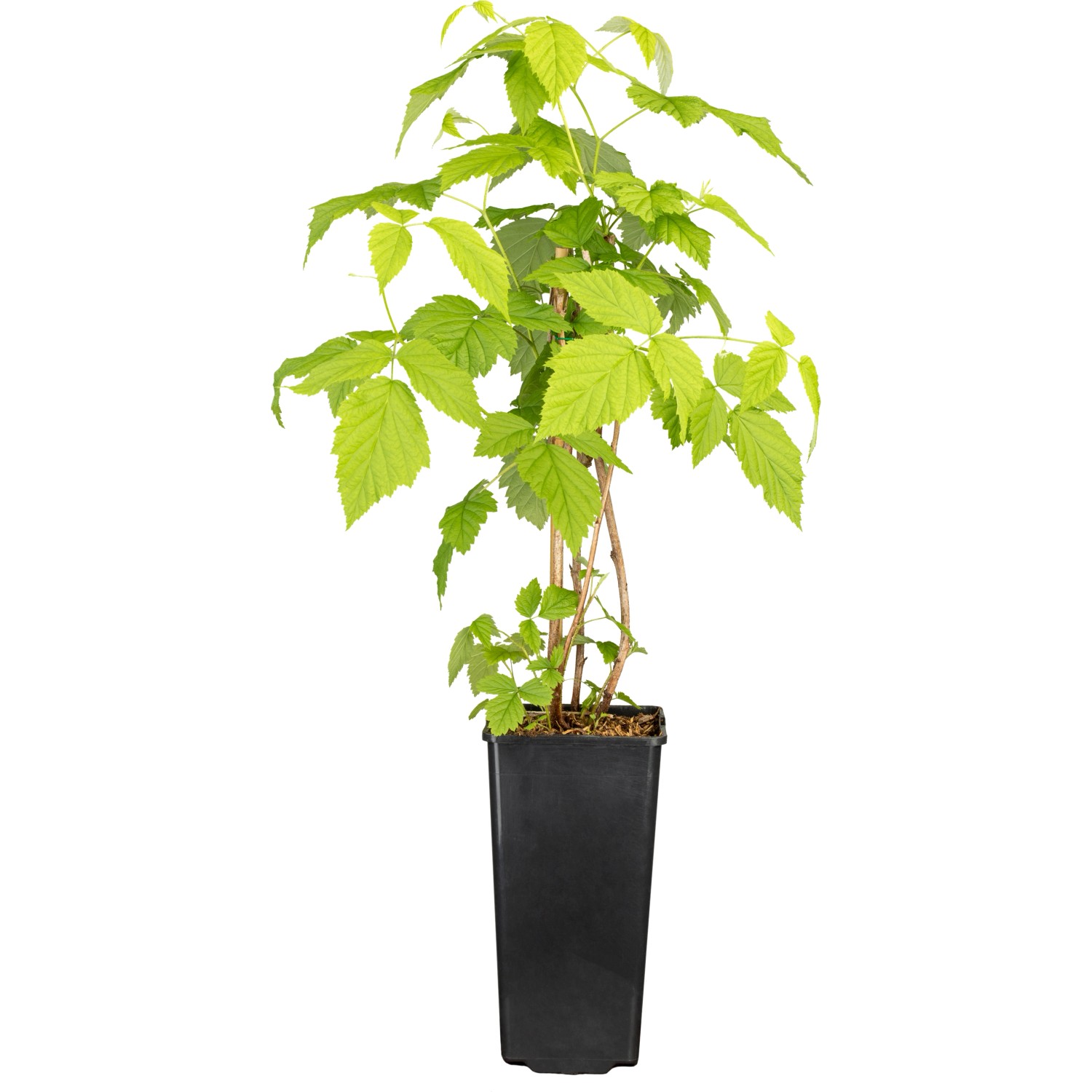 GROW by OBI Himbeere Willamette ca. 40 - 60 cm Rubus idaeus günstig online kaufen
