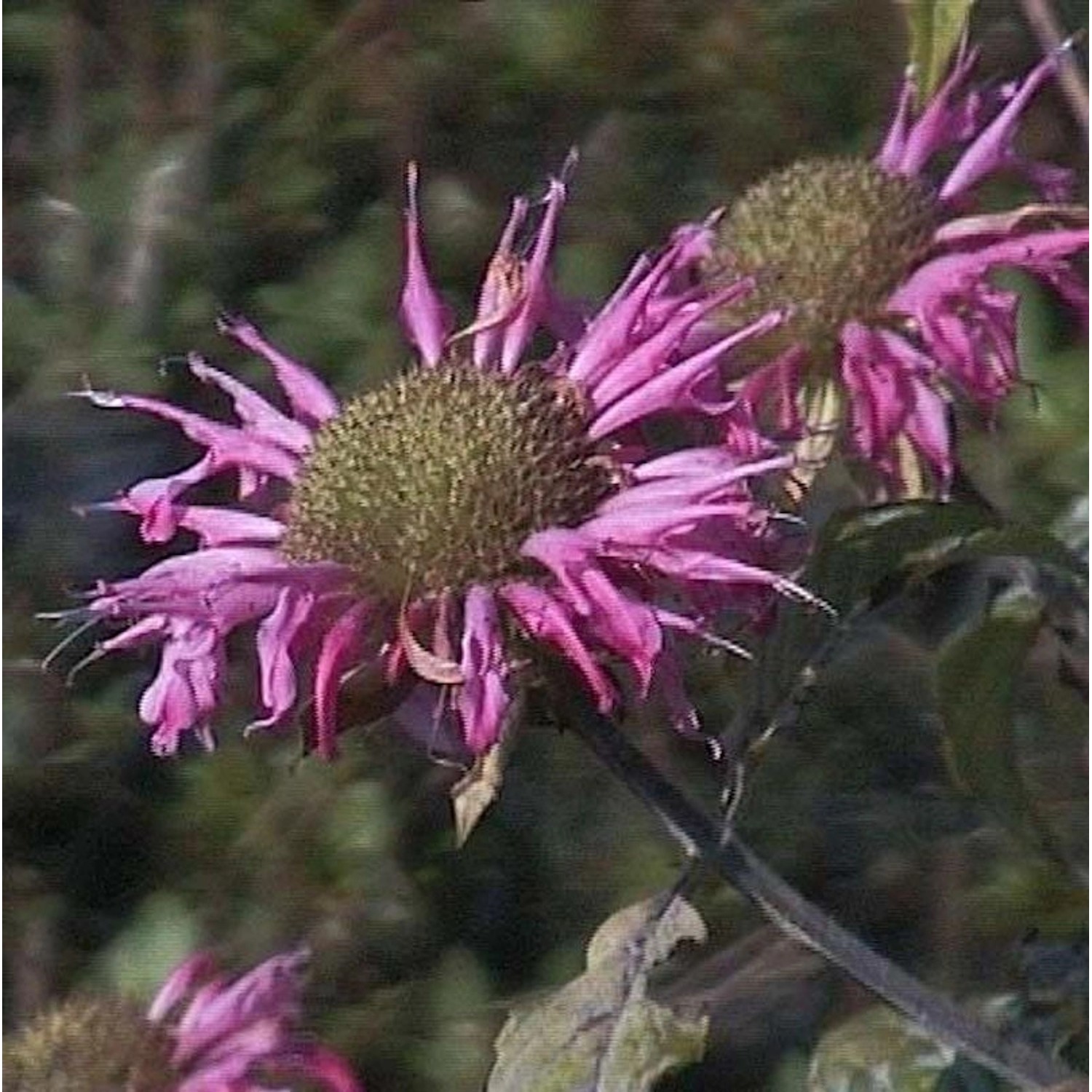 Indianernessel Vintage Wine - Monarda fistulosa günstig online kaufen