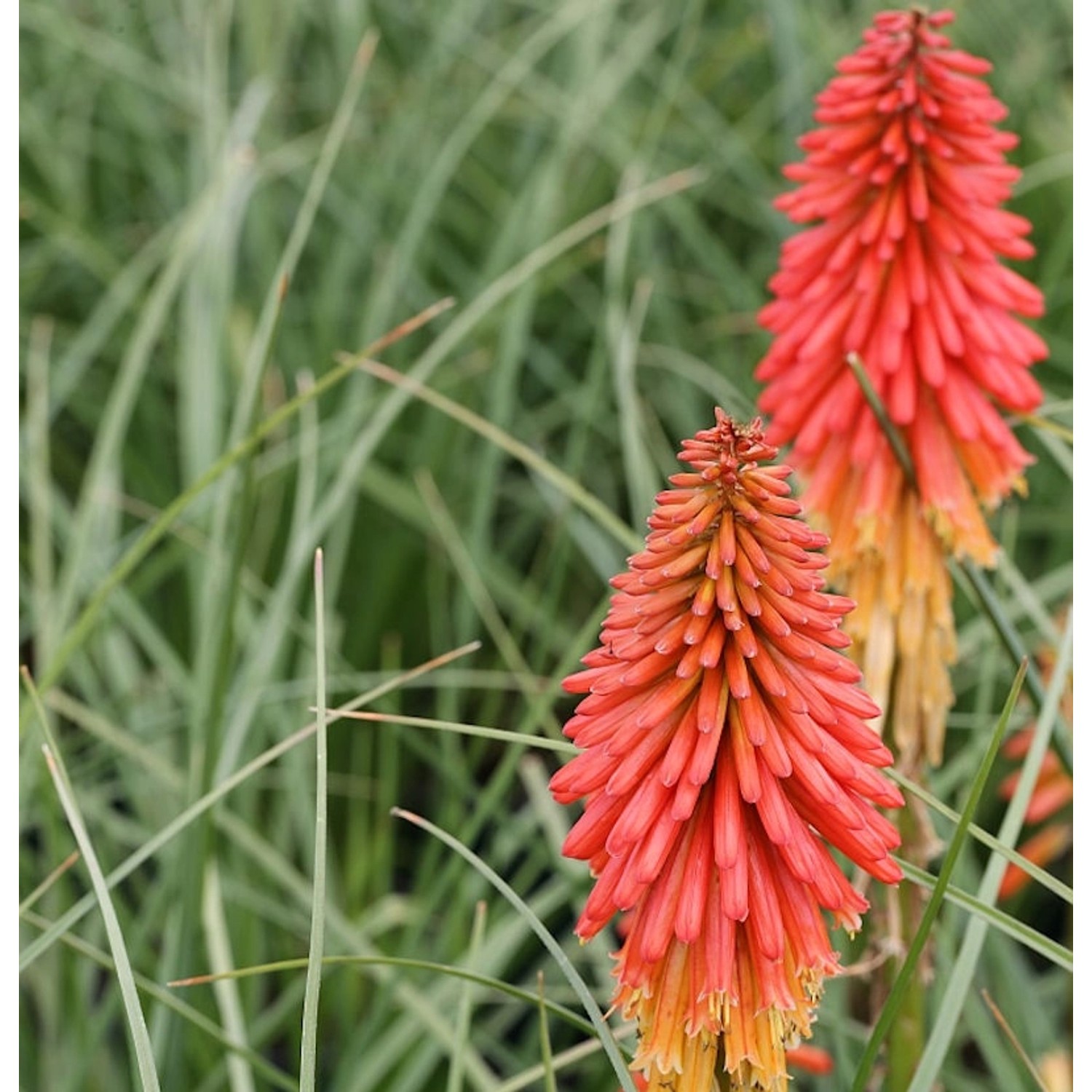 Fackellilie Papaya Popsicle - Kniphofia uvaria günstig online kaufen