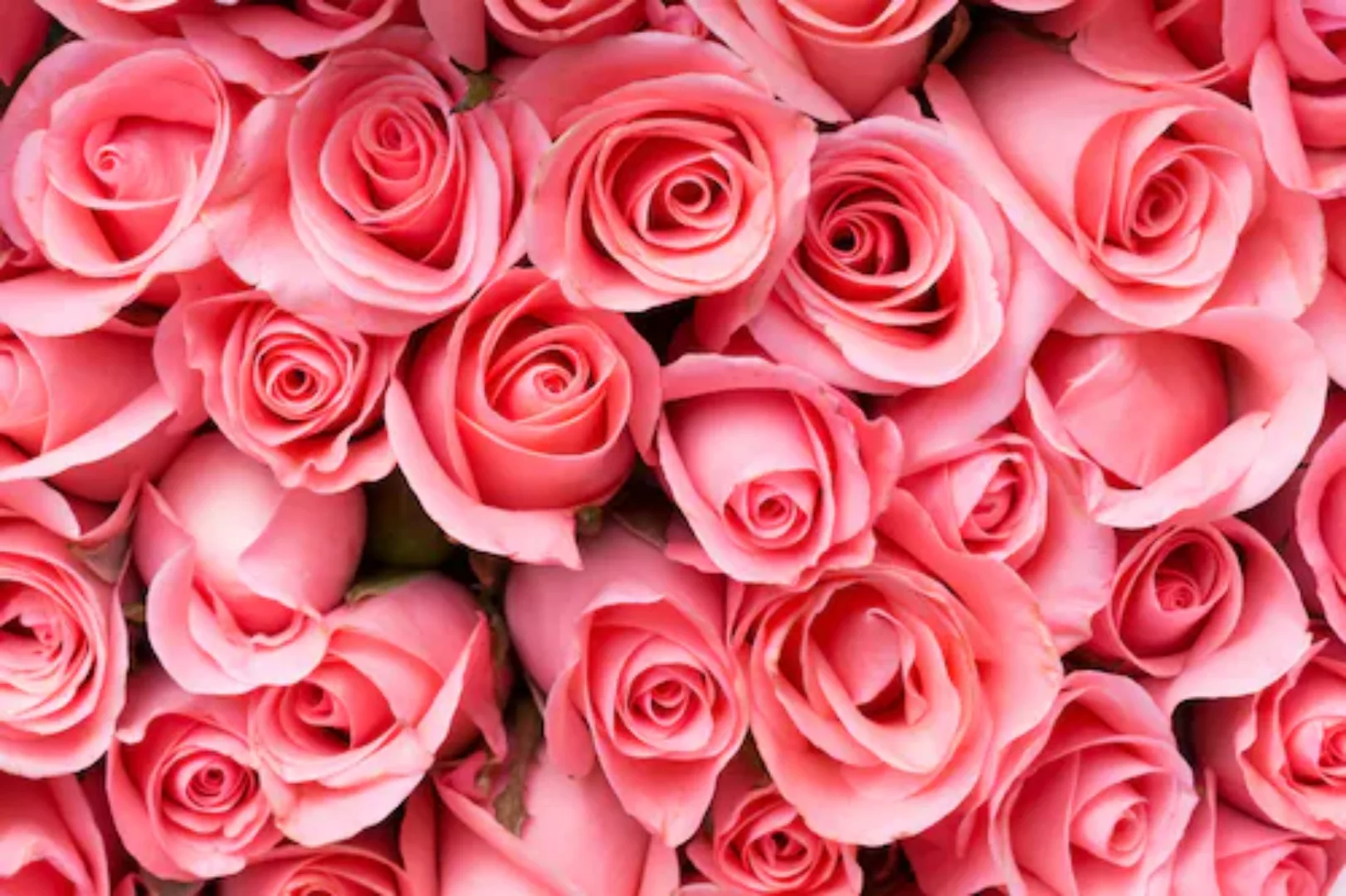 Papermoon Fototapete »Pink Rose Flowers« günstig online kaufen