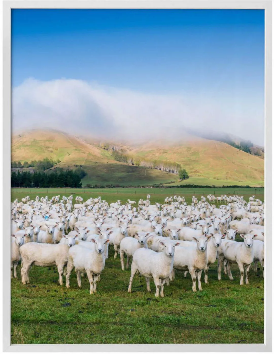 Wall-Art Poster "Schafherde Neuseeland", Tiere, (1 St.), Poster ohne Bilder günstig online kaufen